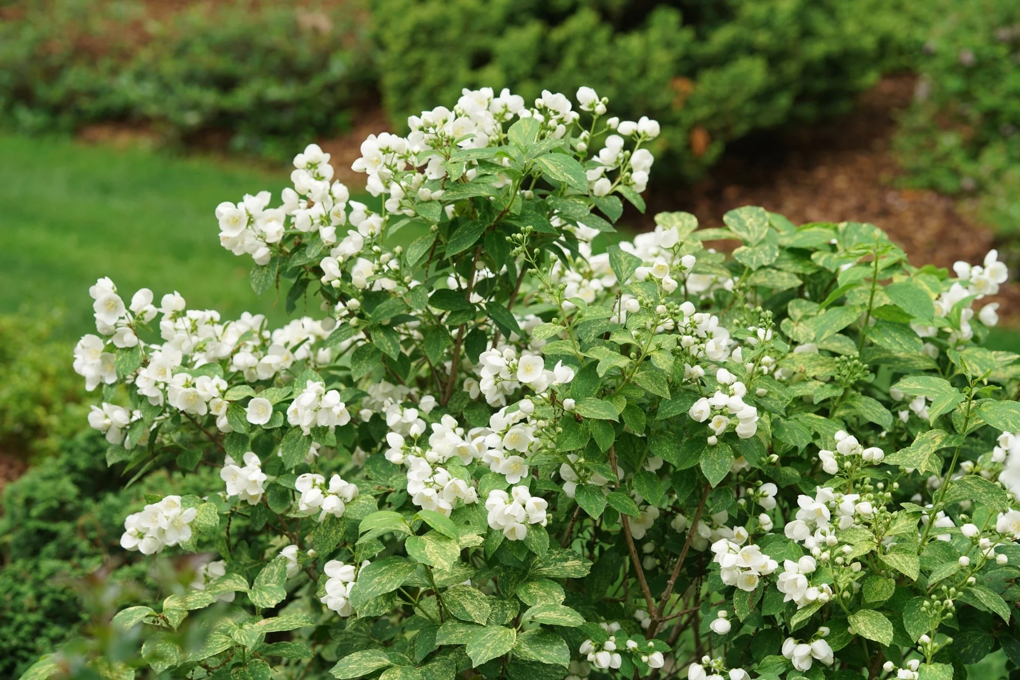 Illuminati Sparks™ Mock Orange - Image 5