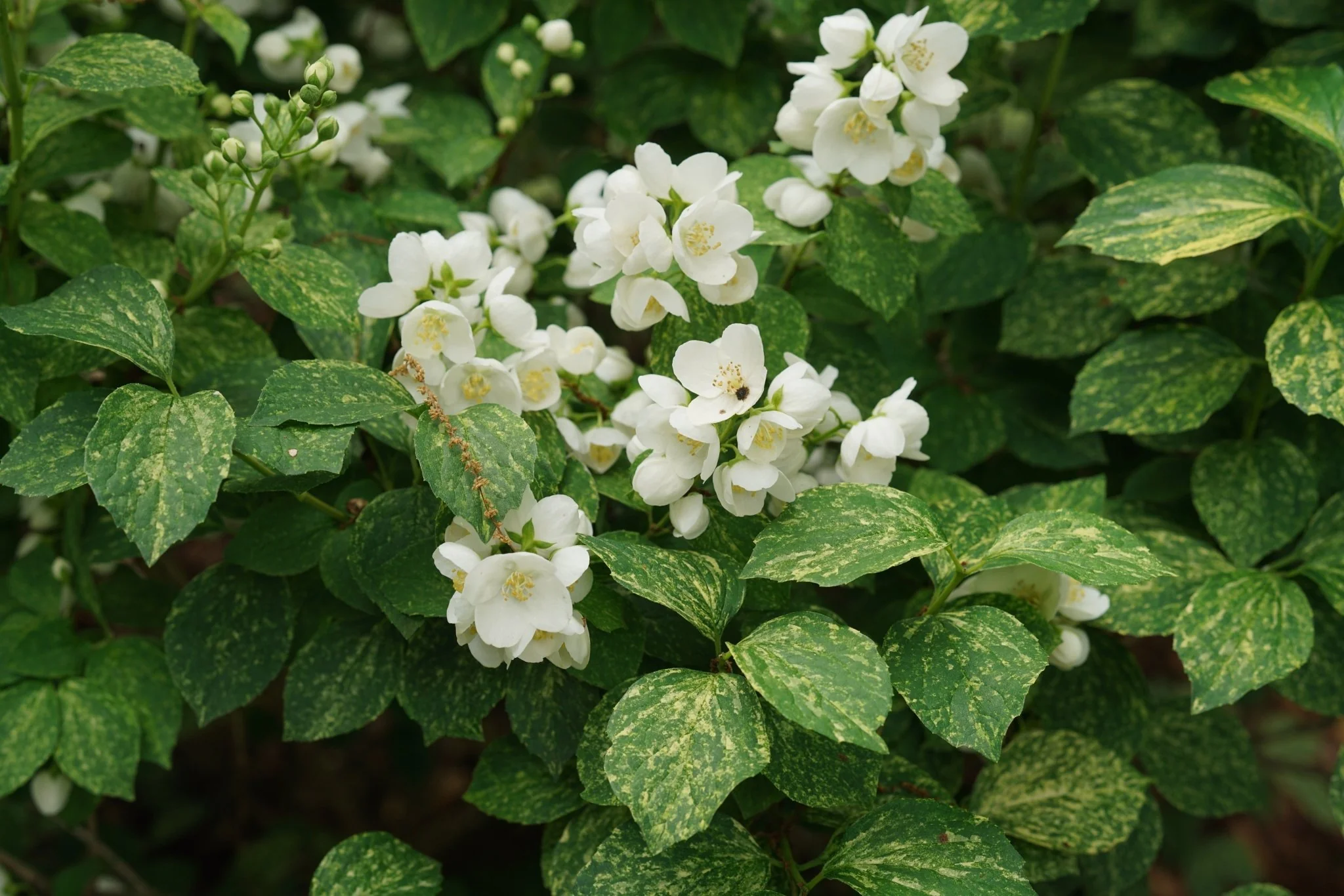 Illuminati Sparks™ Mock Orange - Image 6