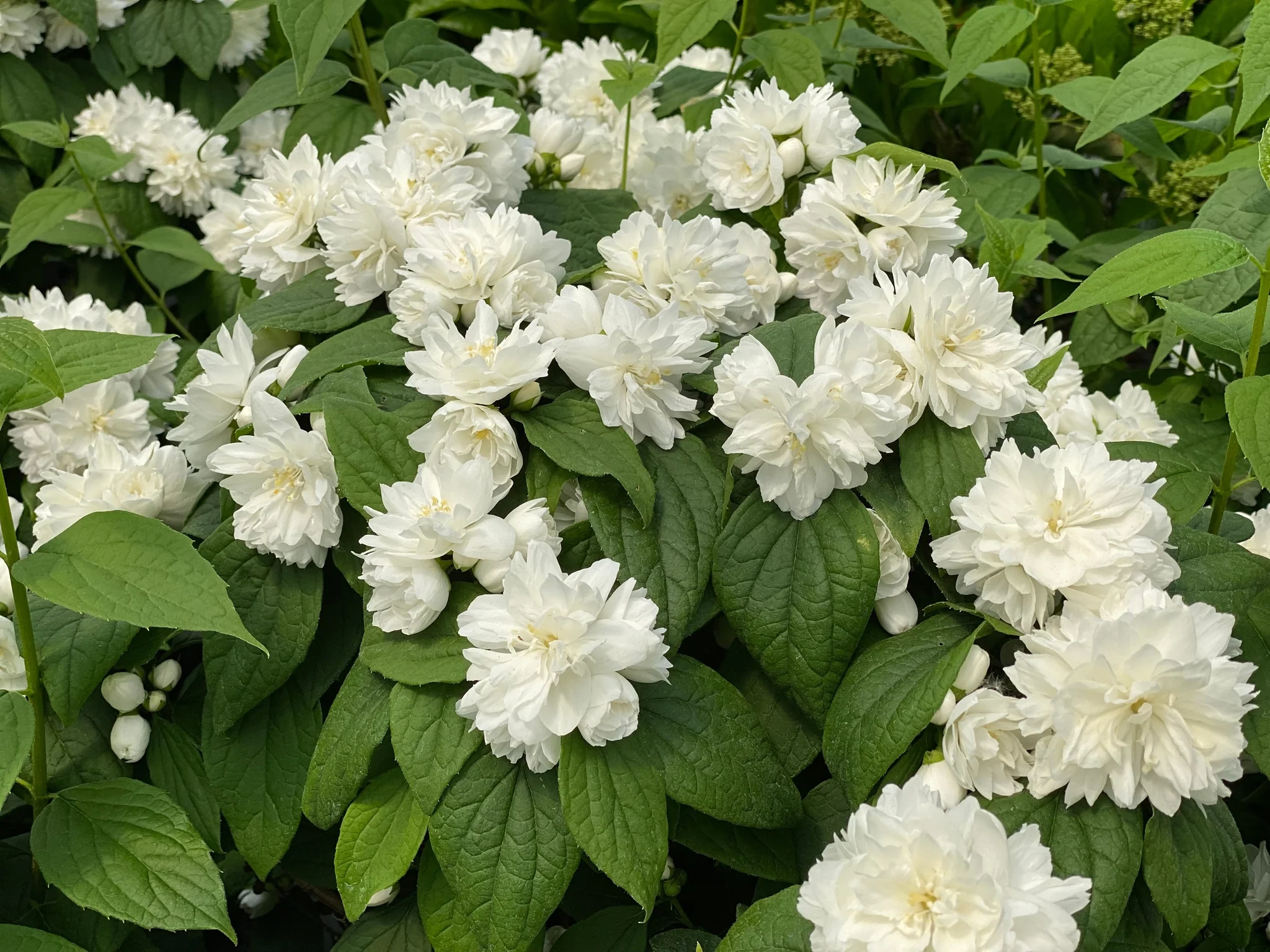 Illuminati Spice® Mock Orange