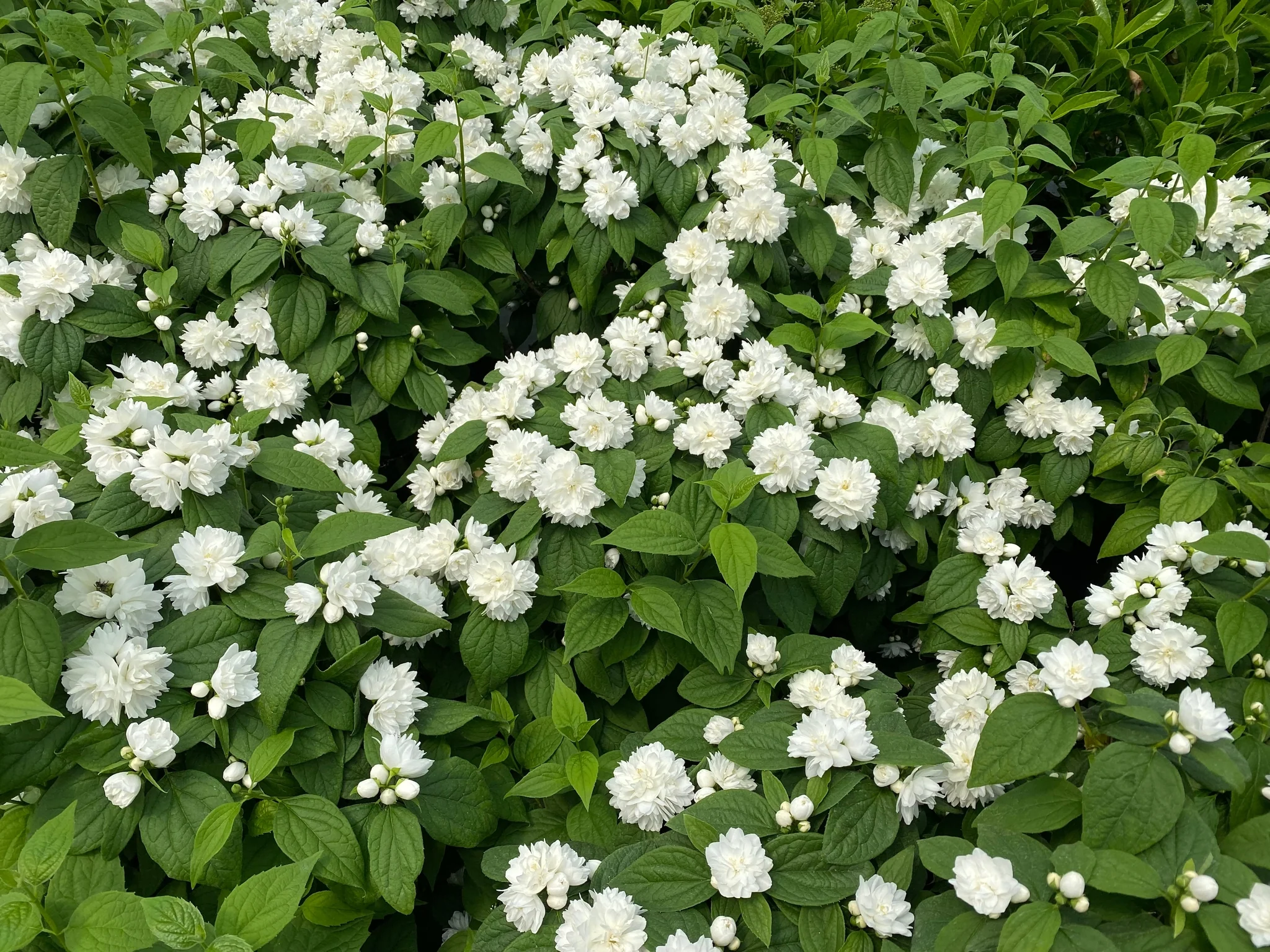 Illuminati Spice® Mock Orange - Image 2