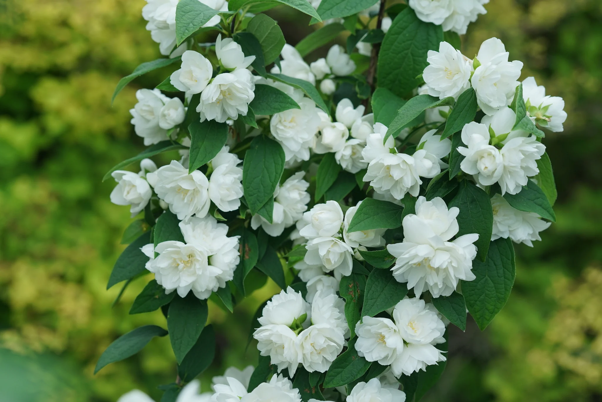 Illuminati Spice® Mock Orange - Image 3