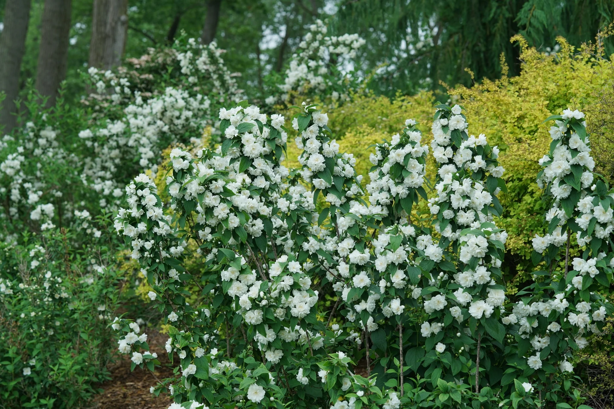 Illuminati Spice® Mock Orange - Image 4