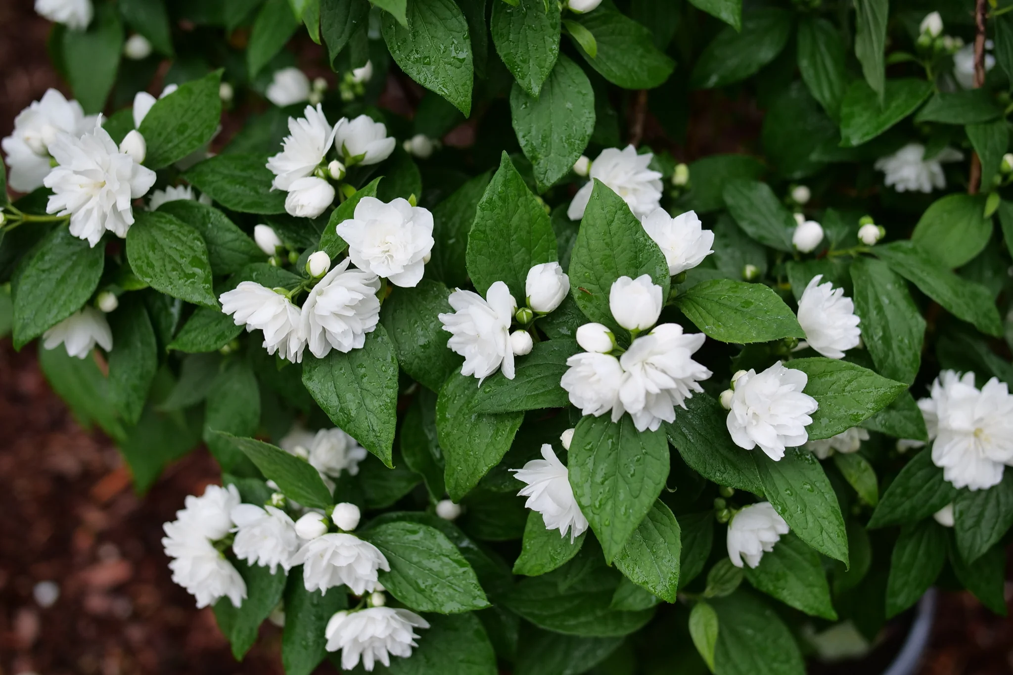 Illuminati Spice® Mock Orange - Image 5
