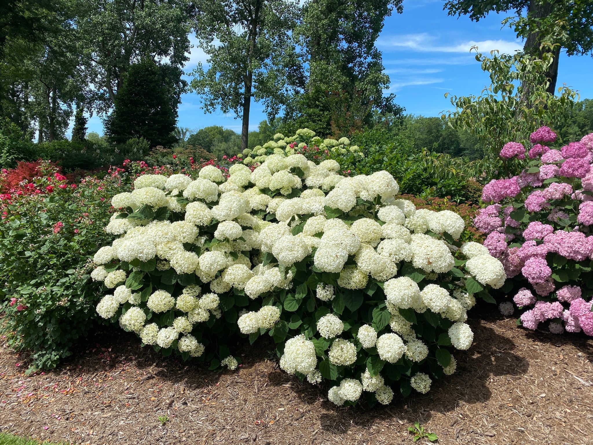 INCREDIBALL STORM PROOF™ Smooth Hydrangea - Image 2