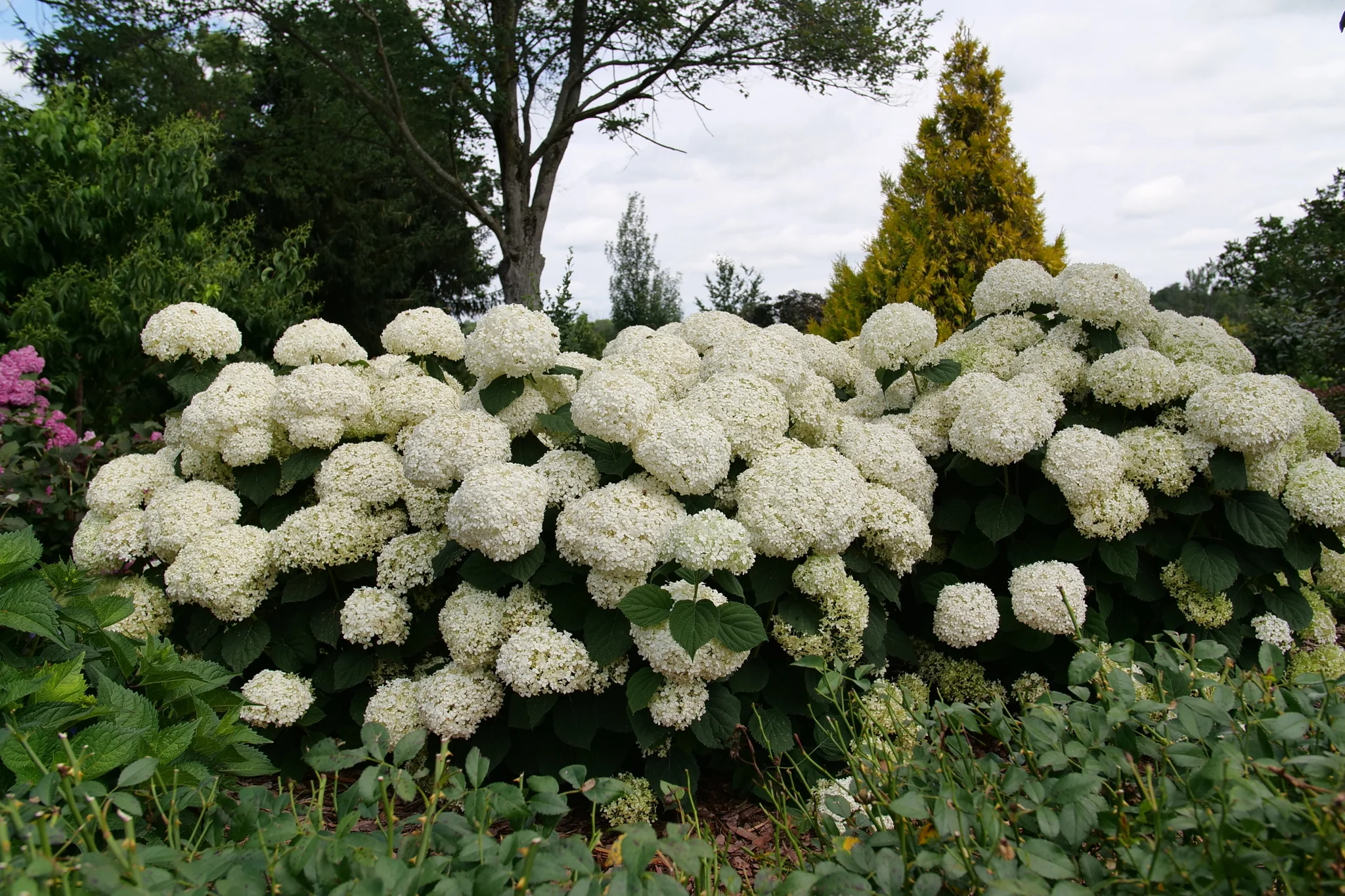 INCREDIBALL STORM PROOF™ Smooth Hydrangea - Image 3