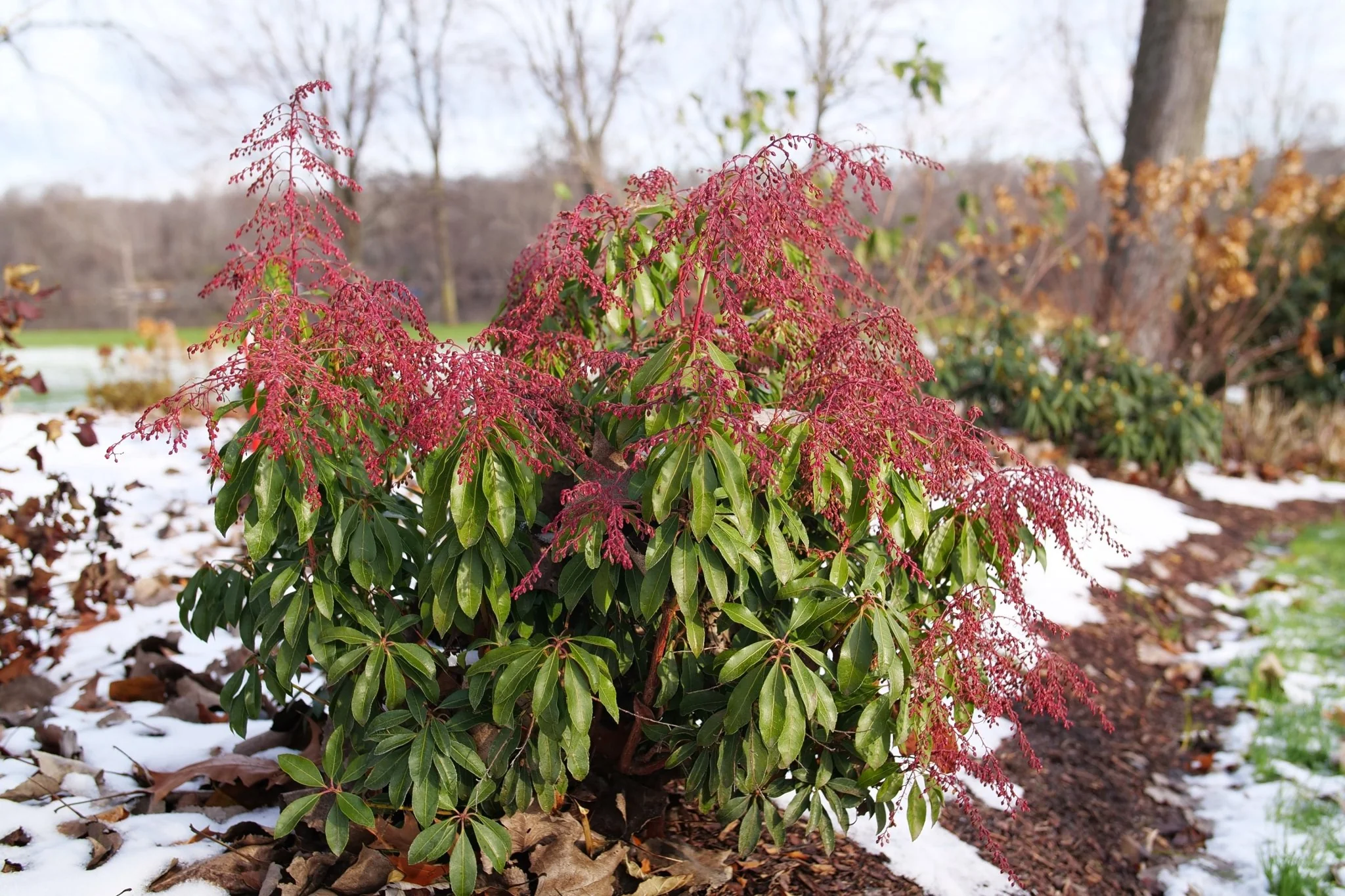 Interstella® Lily of the Valley Shrub