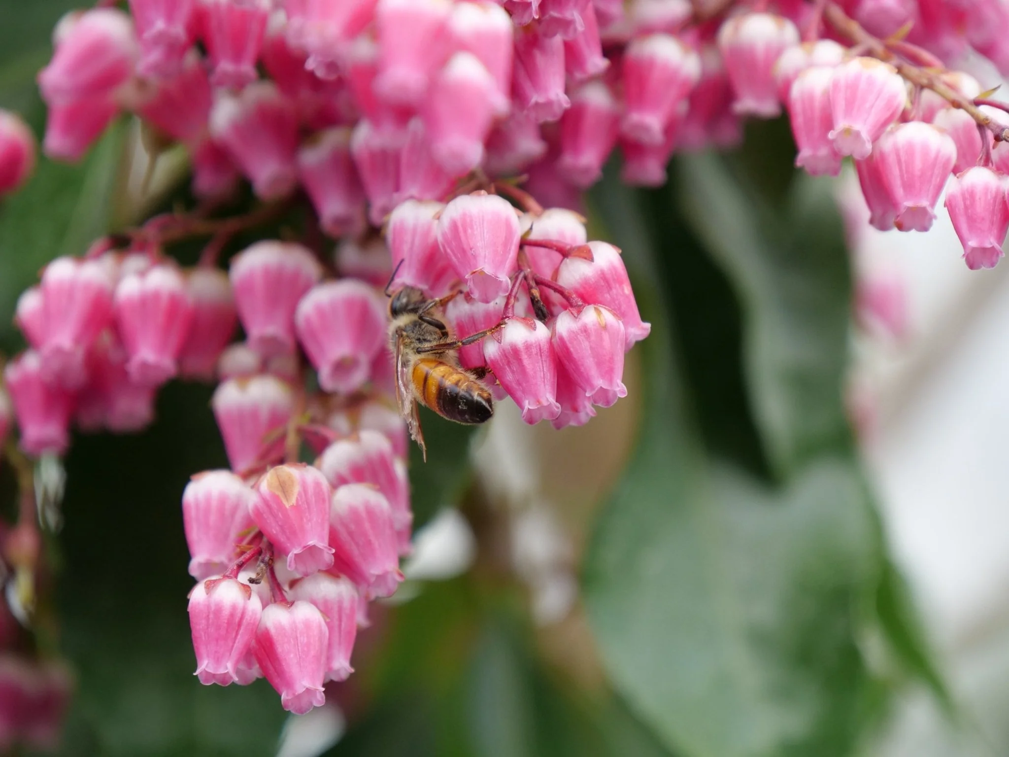 Interstella® Lily of the Valley Shrub - Image 2