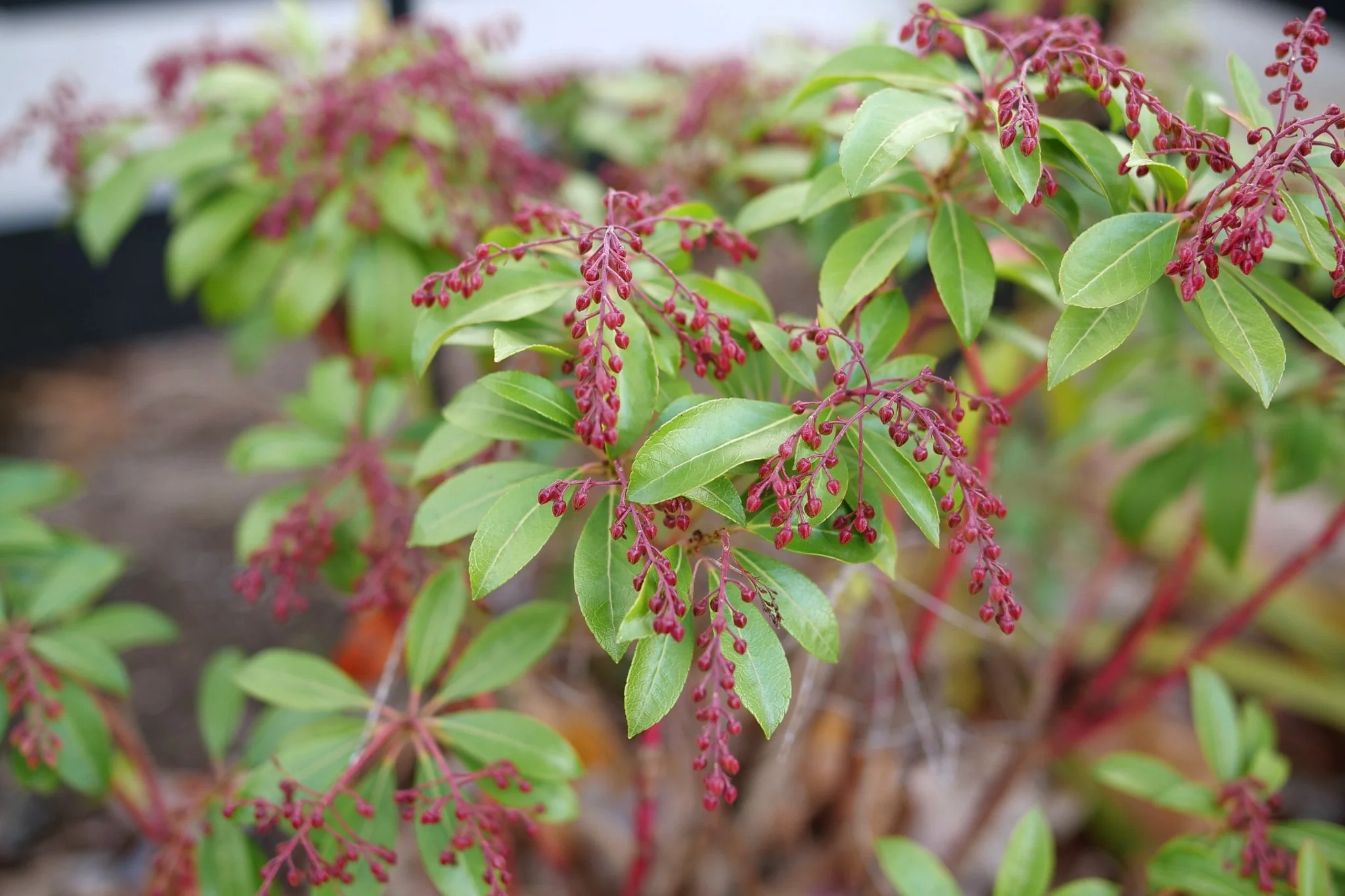 Interstella® Lily of the Valley Shrub - Image 3