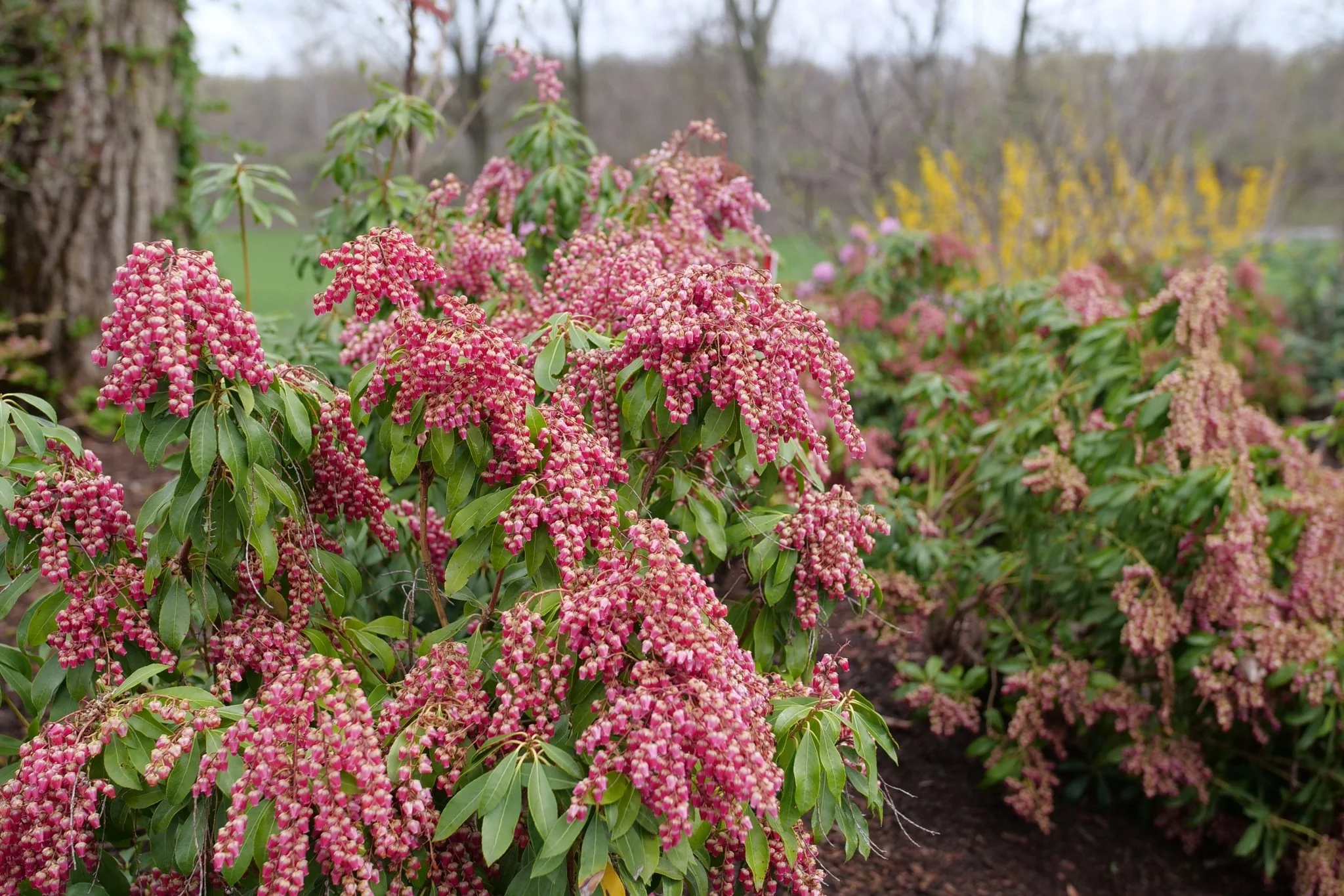 Interstella® Lily of the Valley Shrub - Image 4