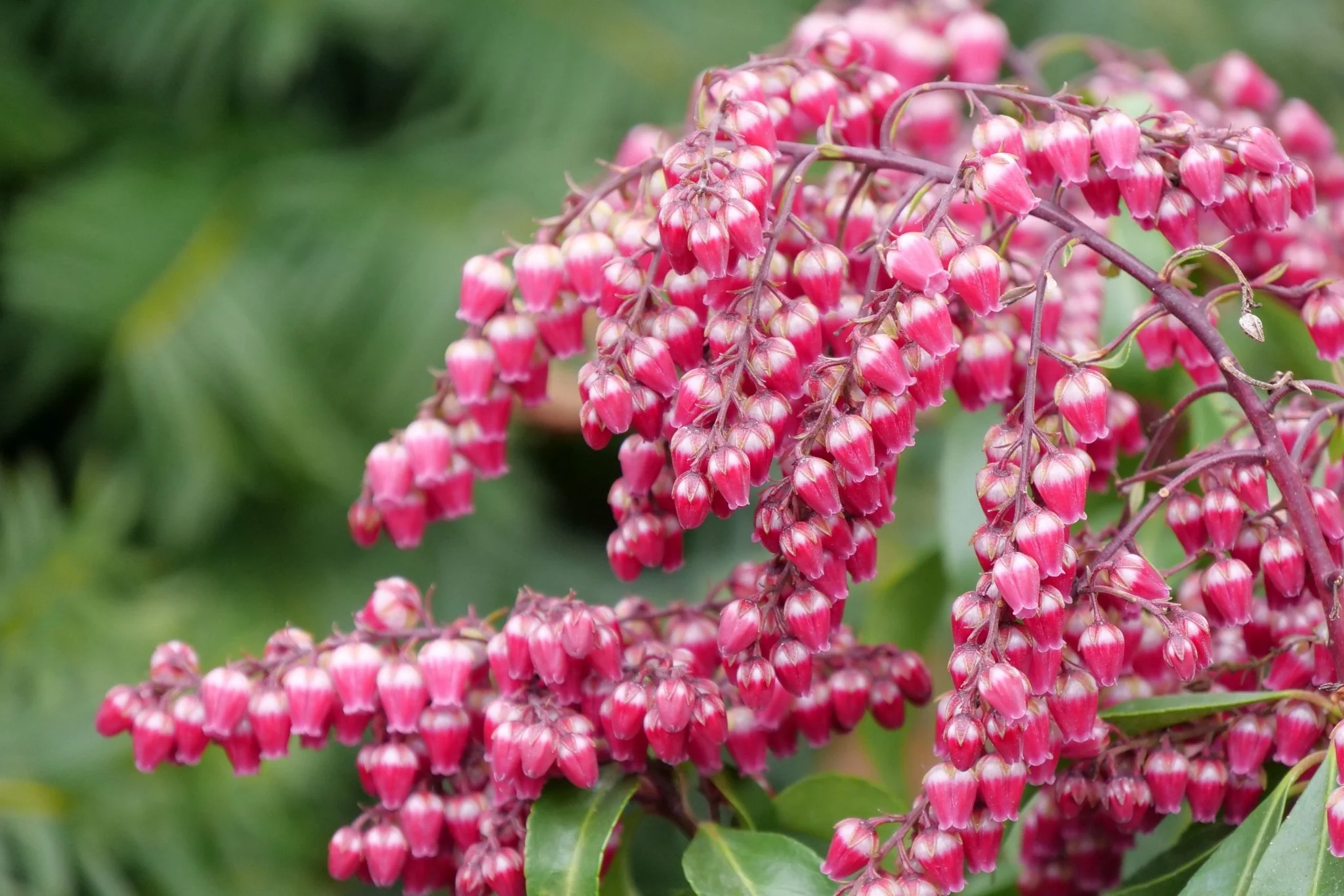 Interstella® Lily of the Valley Shrub - Image 5