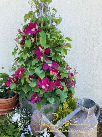 Issey™ Clematis - Image 2