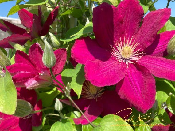 Issey™ Clematis - Image 3