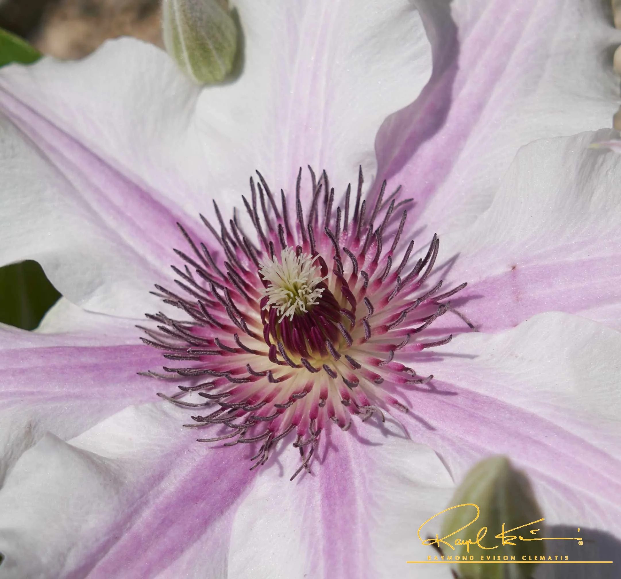 Ithemba™ Clematis