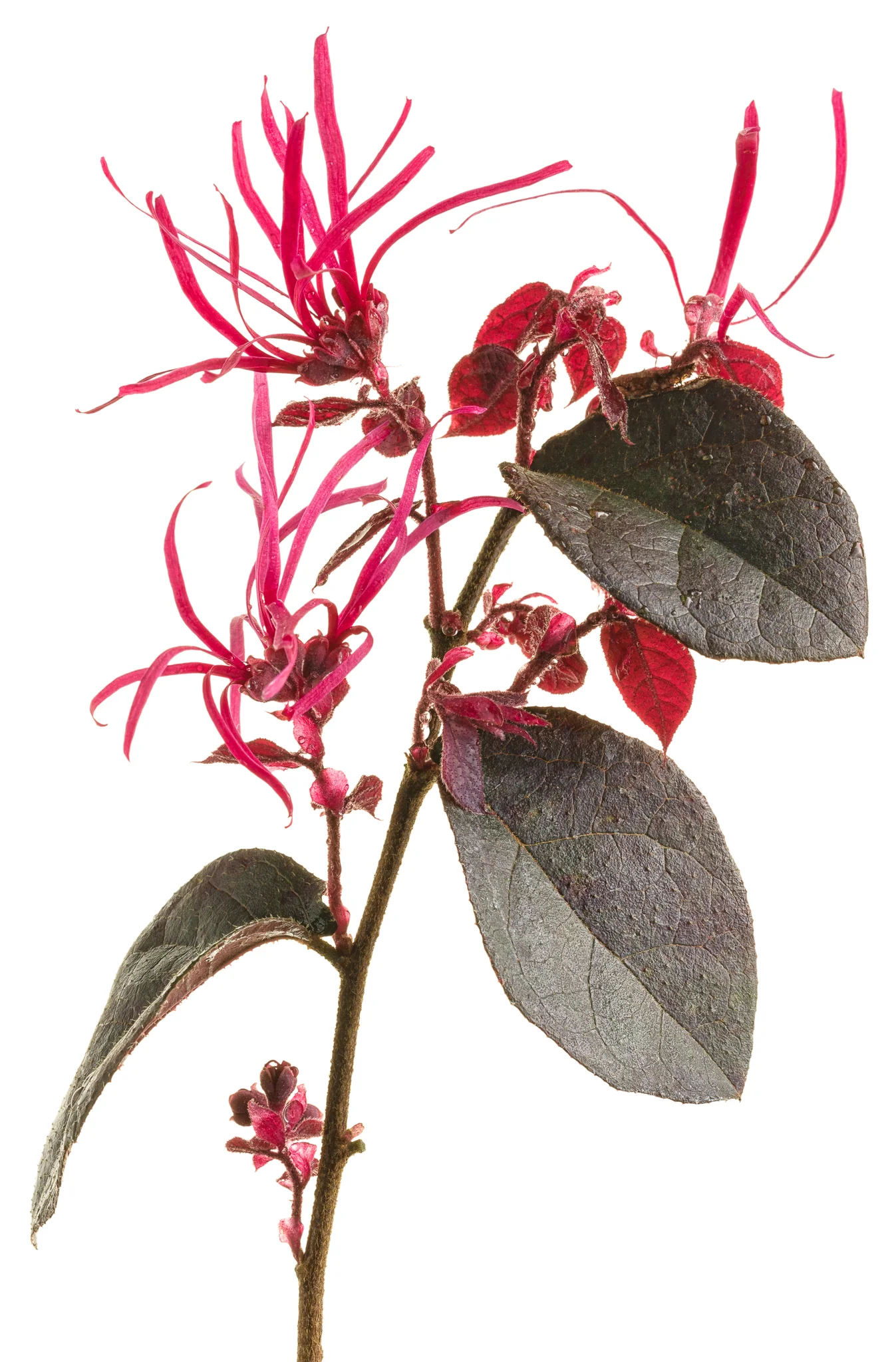 Jazz Hands Bold® Chinese Fringe Flower - Image 2