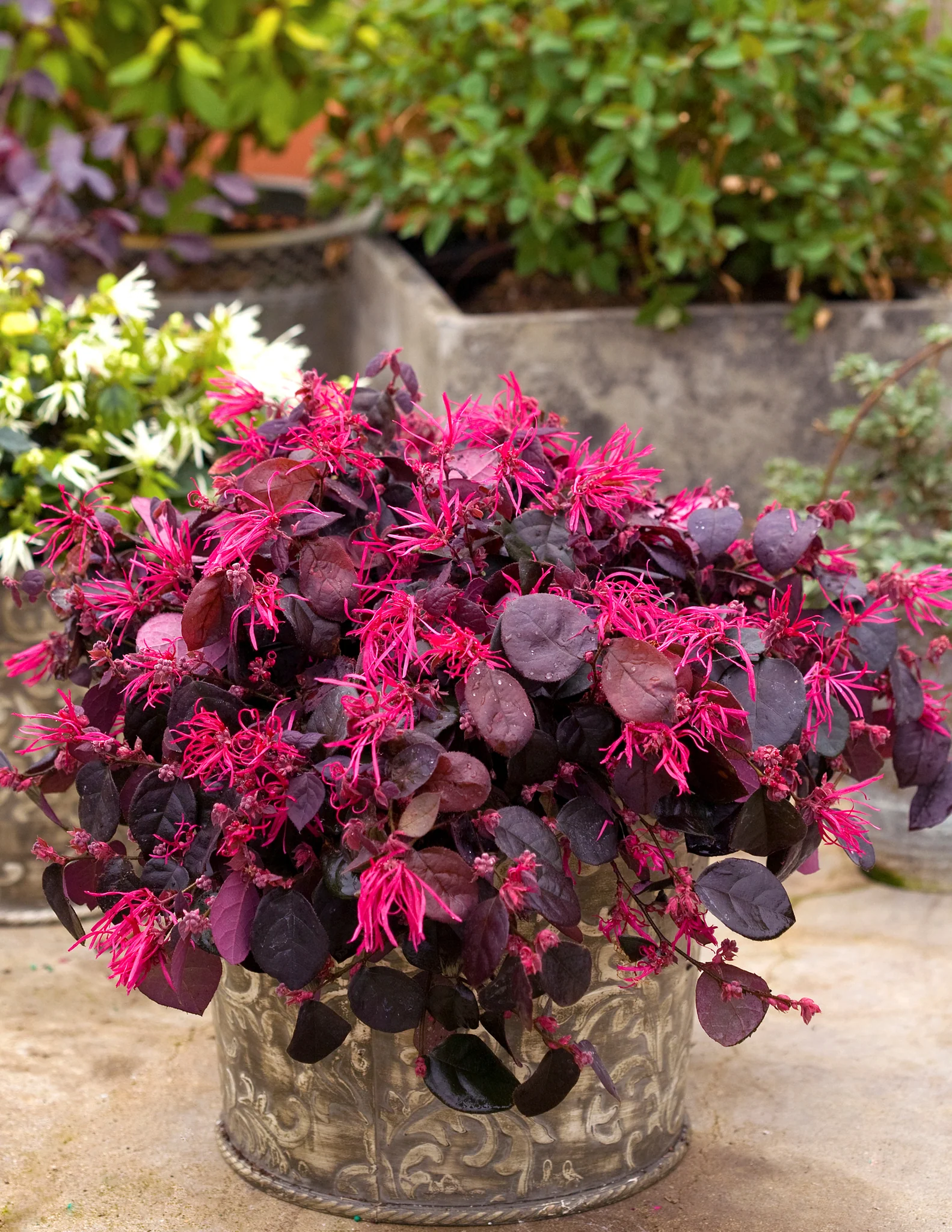 Jazz Hands Bold® Chinese Fringe Flower - Image 4