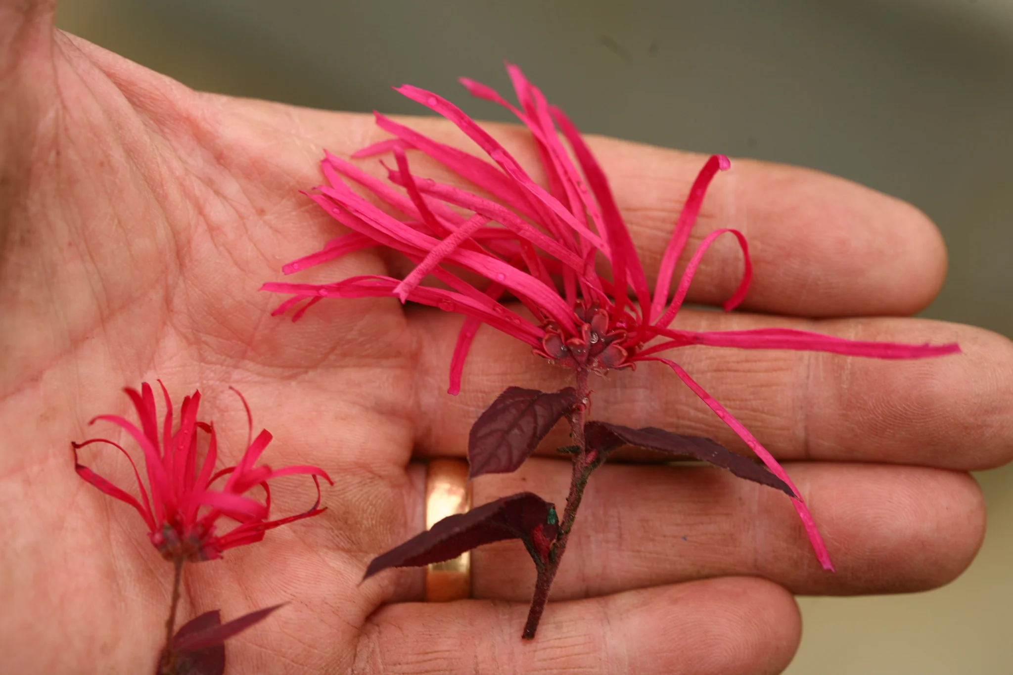 Jazz Hands Bold® Chinese Fringe Flower - Image 5