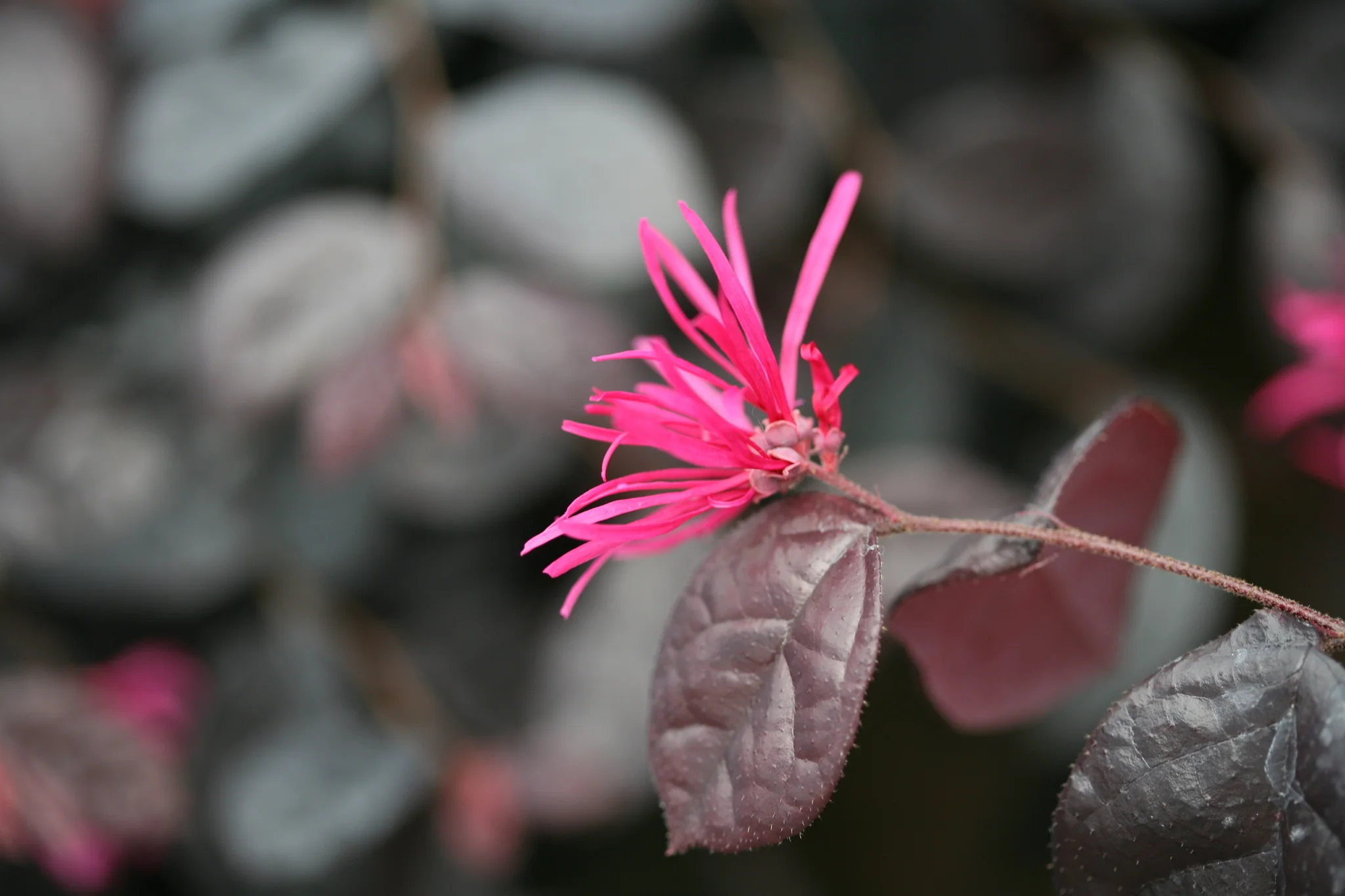 Jazz Hands Bold® Chinese Fringe Flower - Image 6