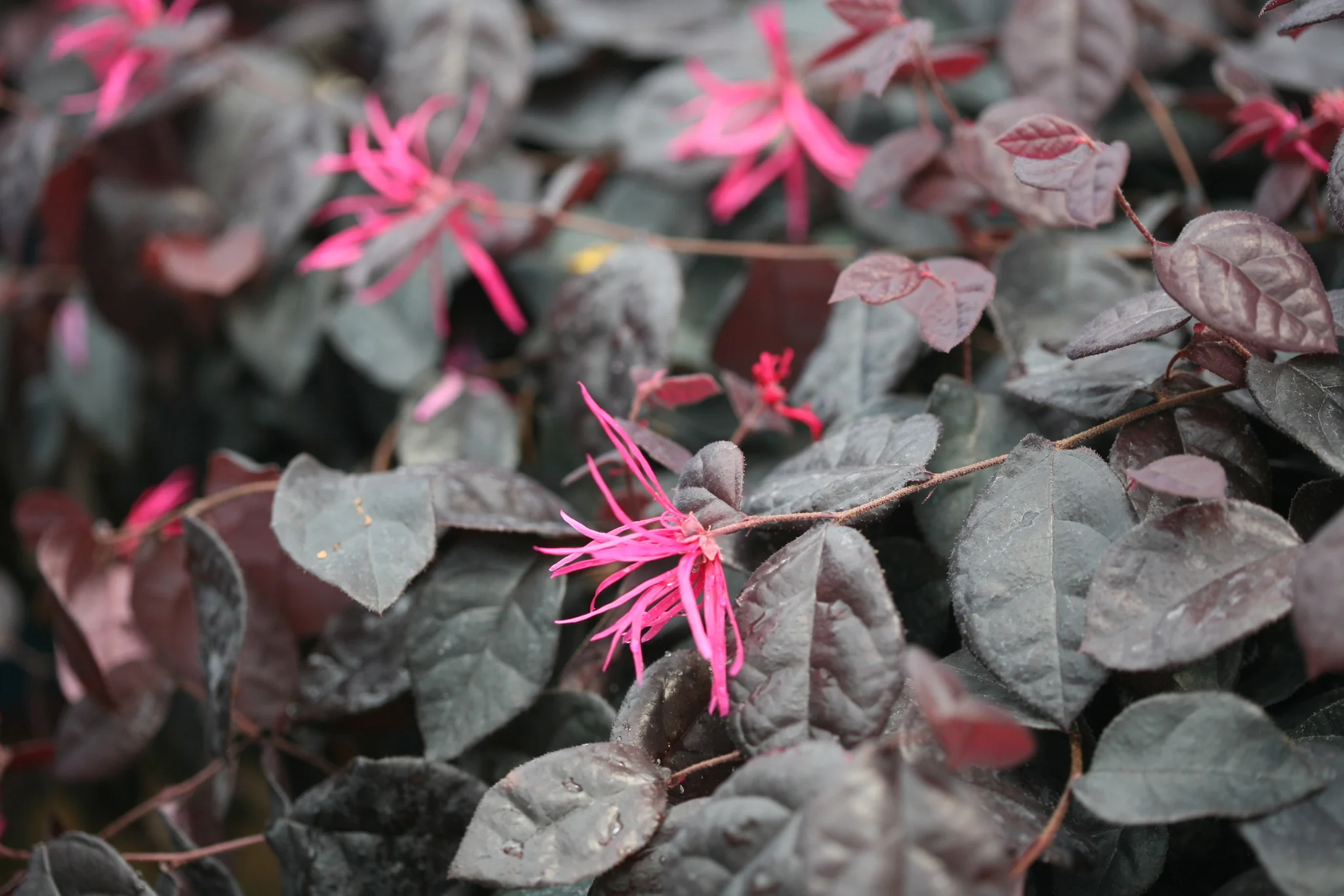 Jazz Hands Bold® Chinese Fringe Flower - Image 7
