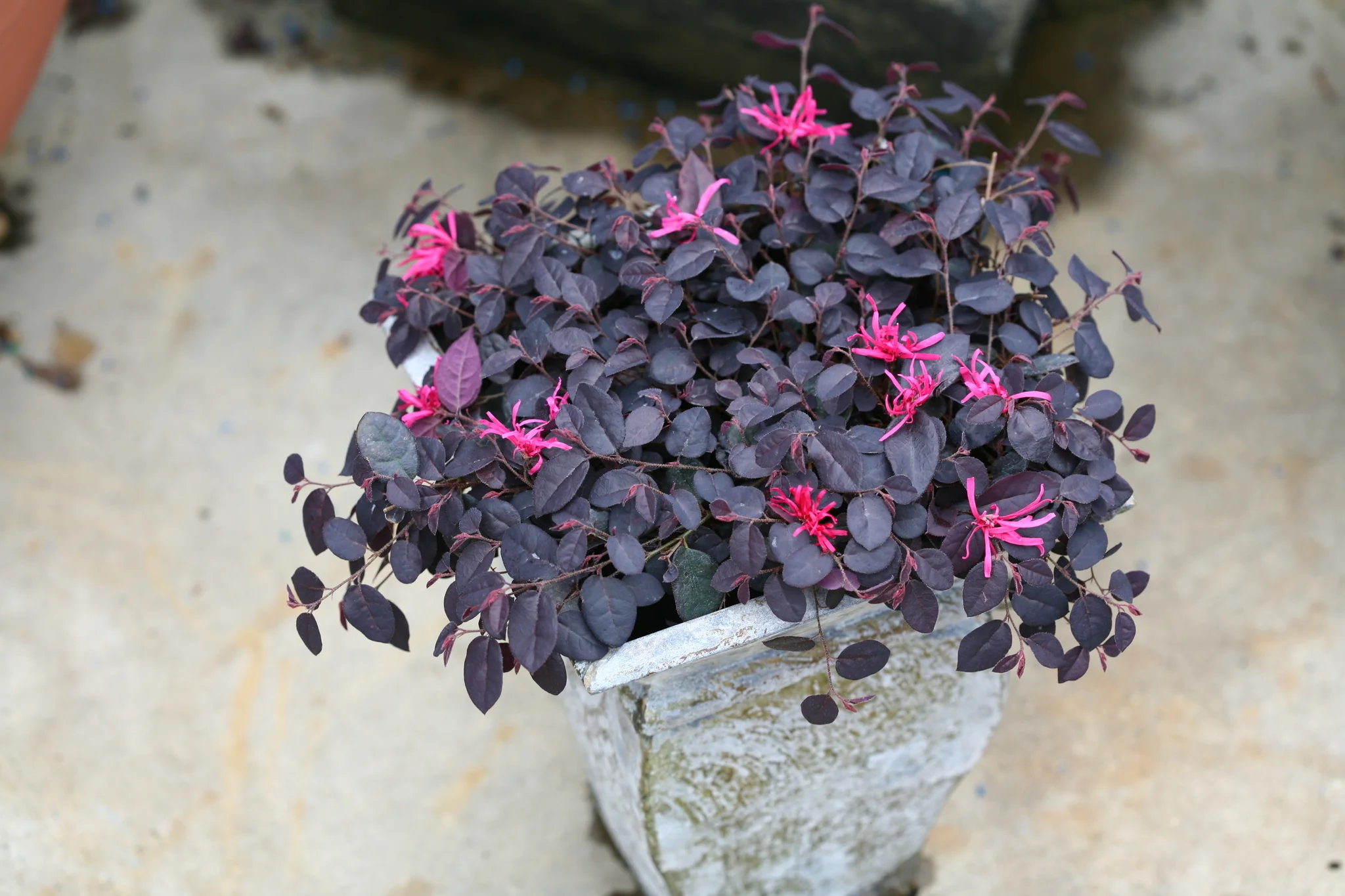 Jazz Hands Mini® Chinese Fringe Flower