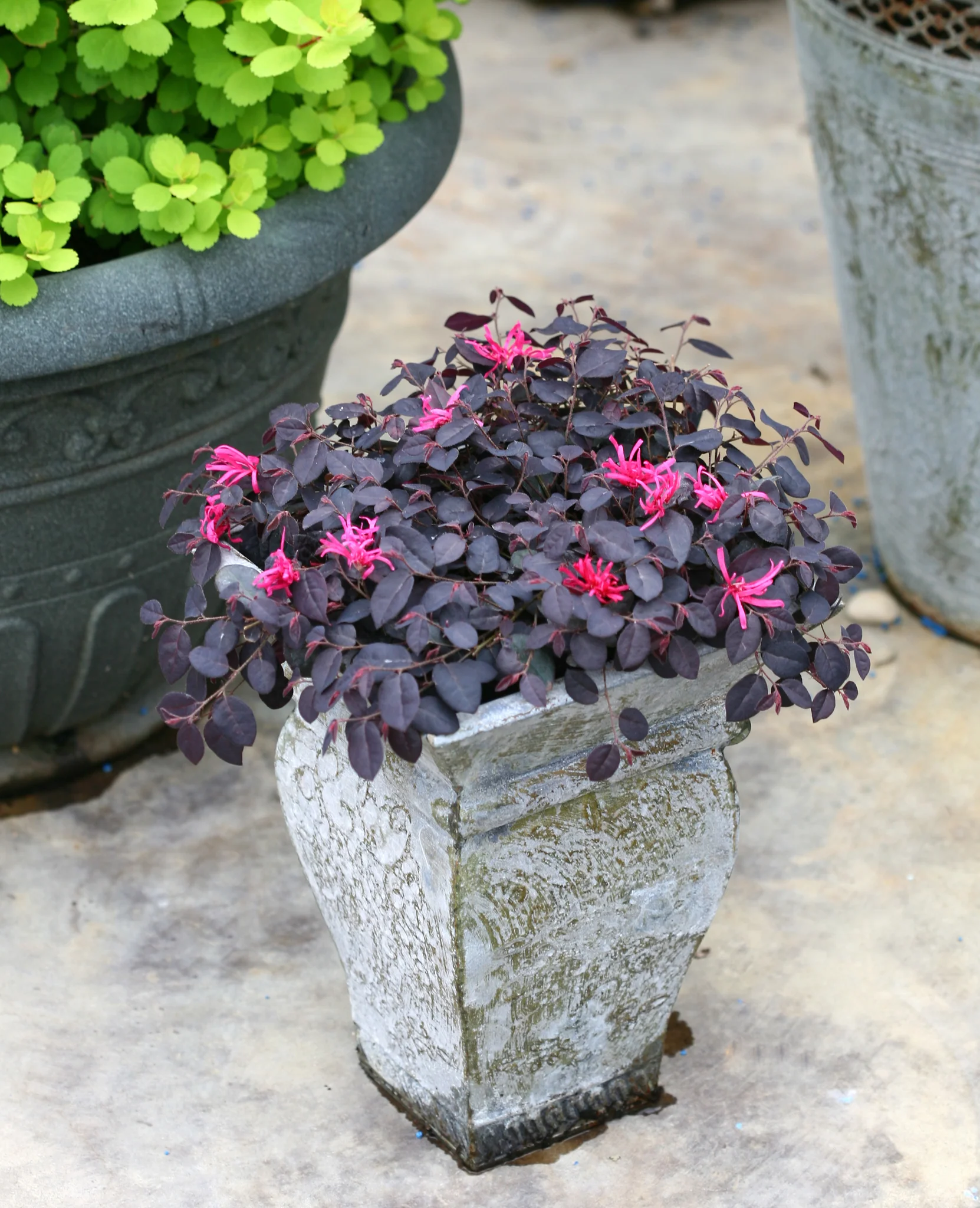 Jazz Hands Mini® Chinese Fringe Flower - Image 2