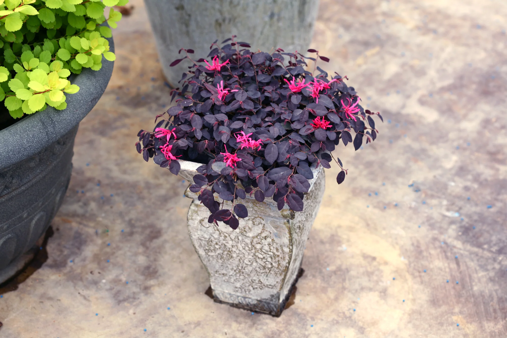 Jazz Hands Mini® Chinese Fringe Flower - Image 6