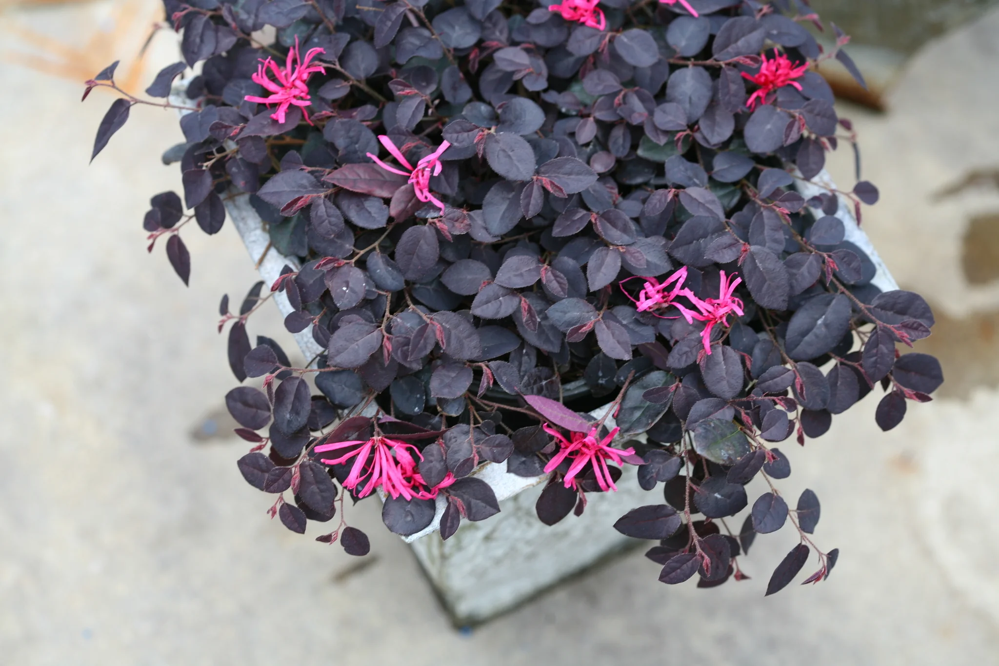 Jazz Hands Mini® Chinese Fringe Flower - Image 7