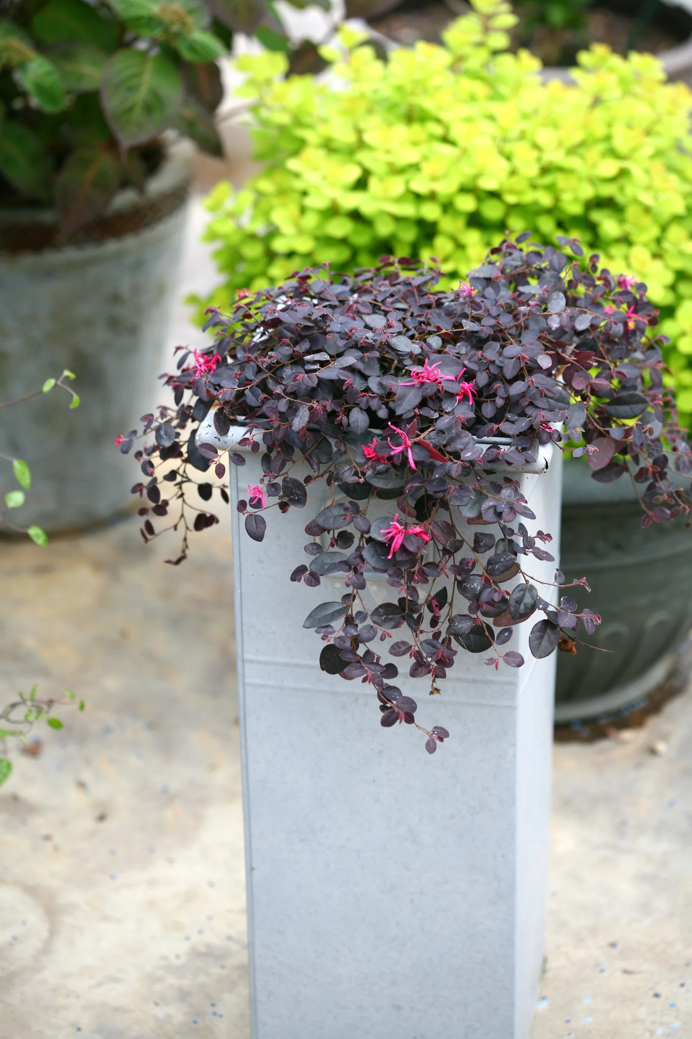 Jazz Hands Mini® Chinese Fringe Flower - Image 8