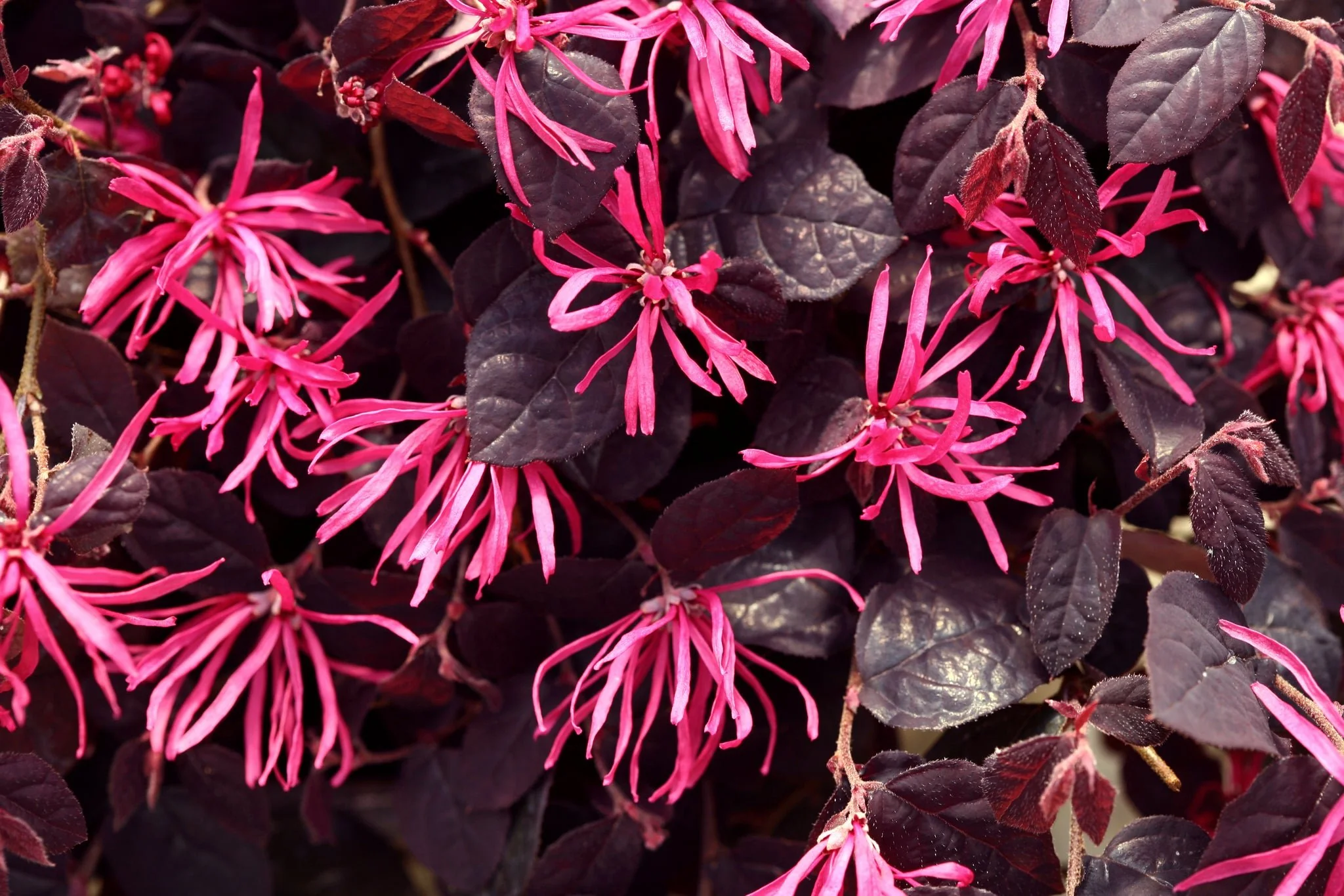 Jazz Hands® Pink Chinese Fringe-flower - Image 2