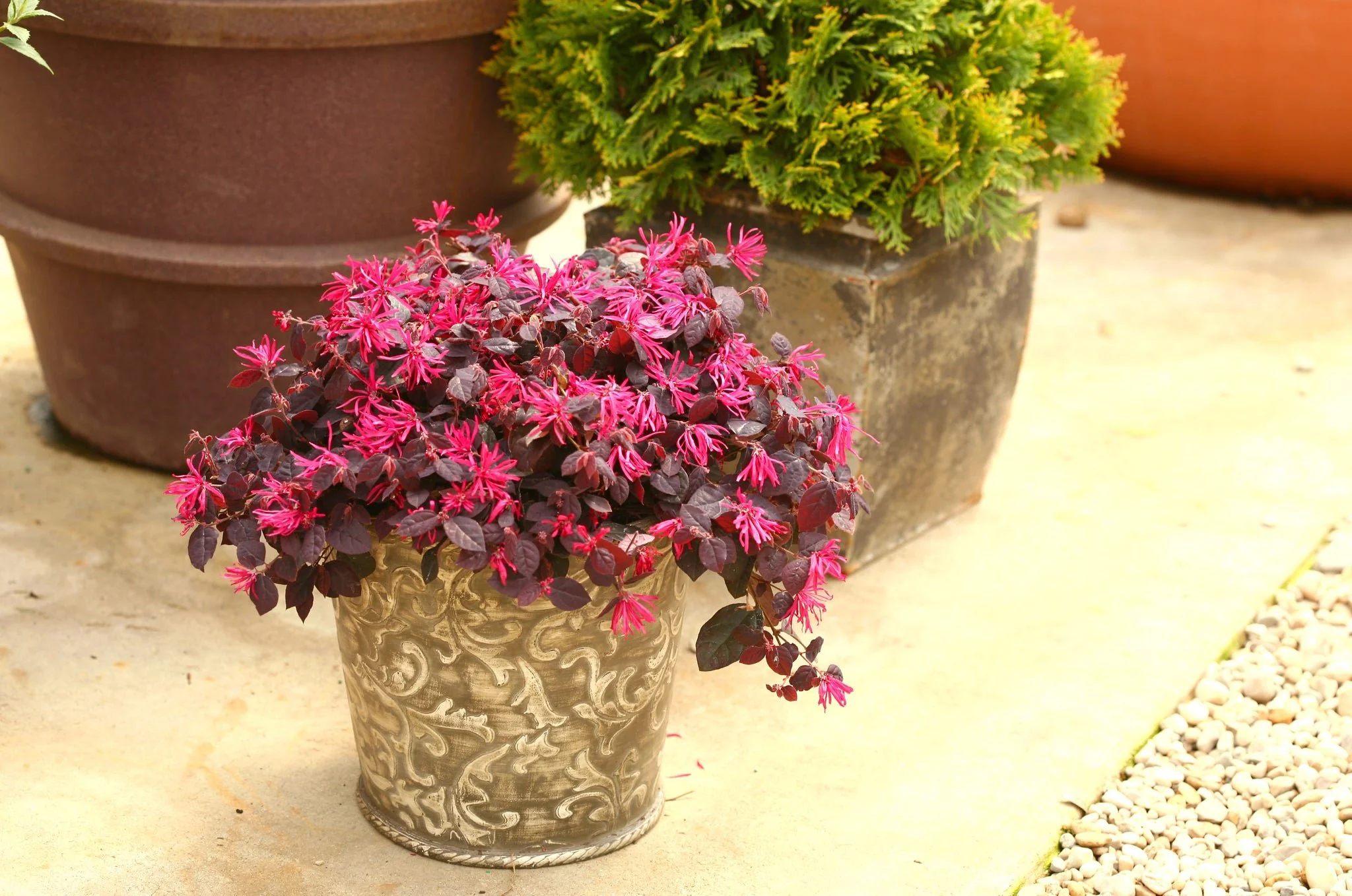 Jazz Hands® Pink Chinese Fringe-flower - Image 3
