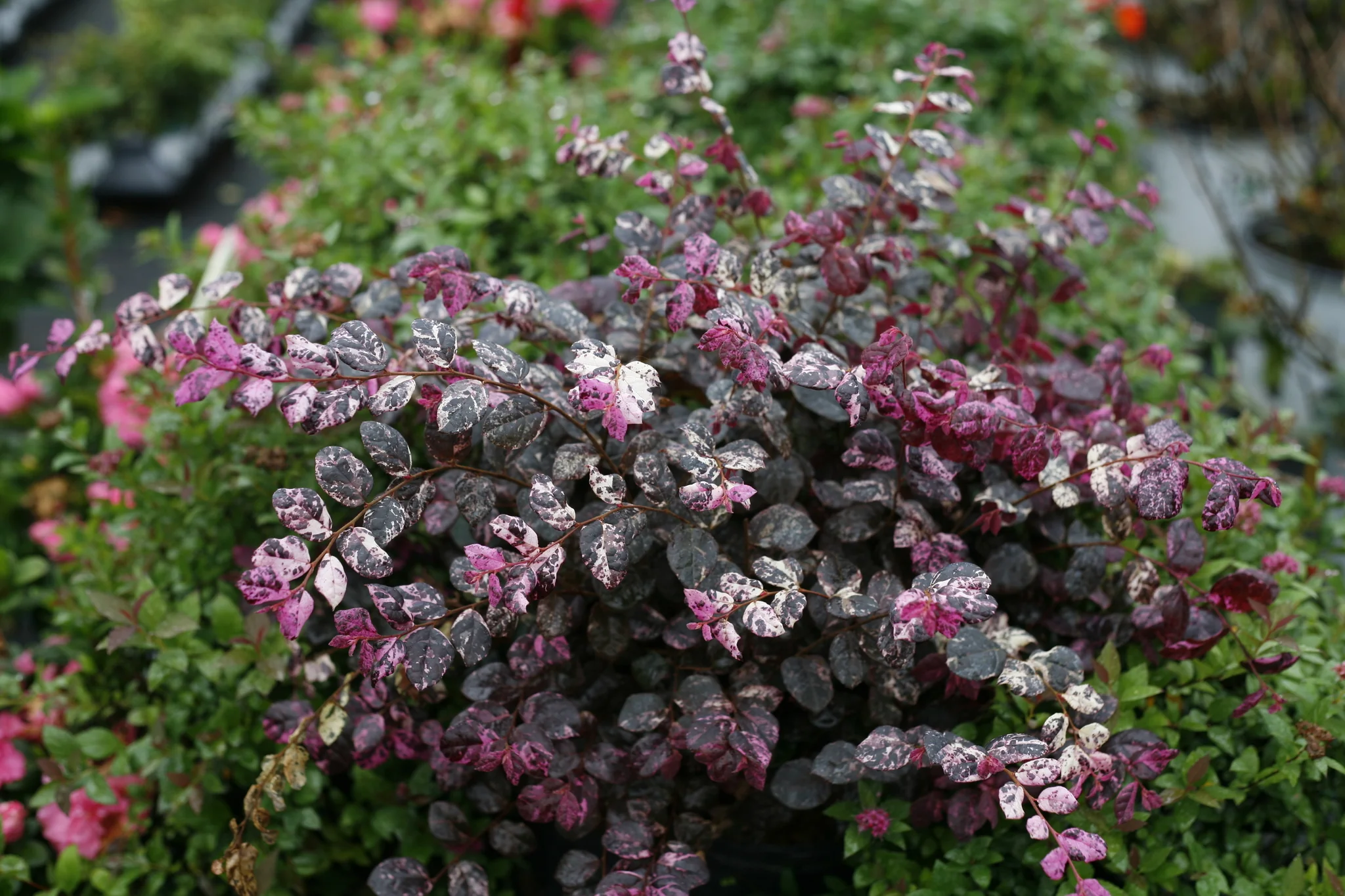 Jazz Hands Variegated® Chinese Fringe-flower