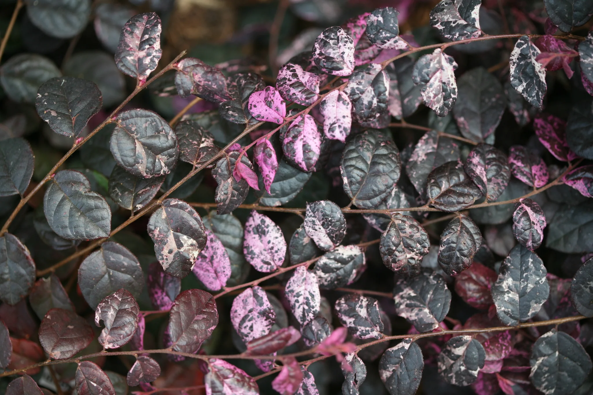 Jazz Hands Variegated® Chinese Fringe-flower - Image 2