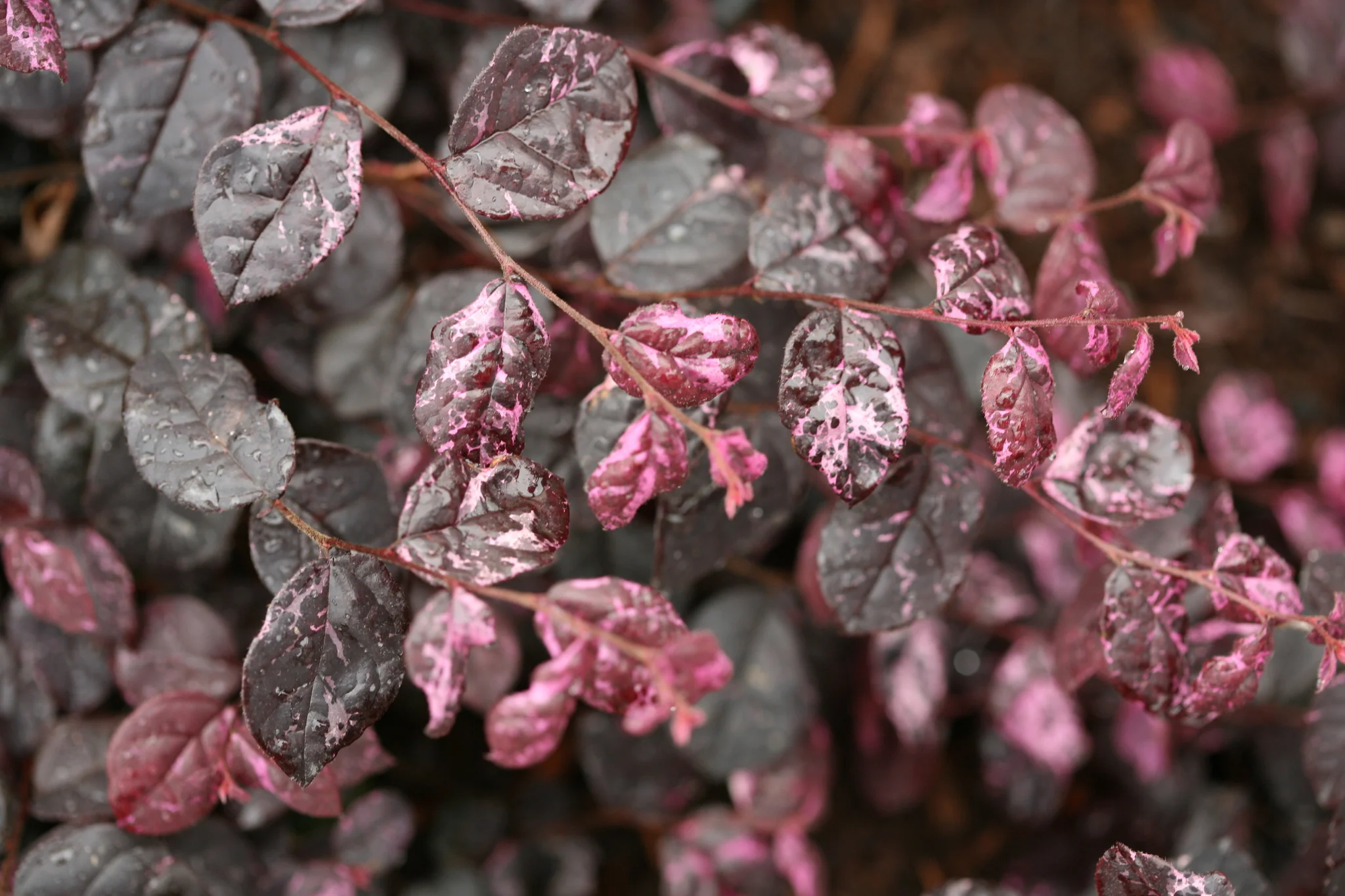 Jazz Hands Variegated® Chinese Fringe-flower - Image 3