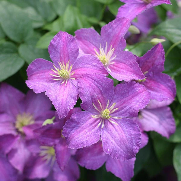 Jolly Good™ Clematis - Image 2