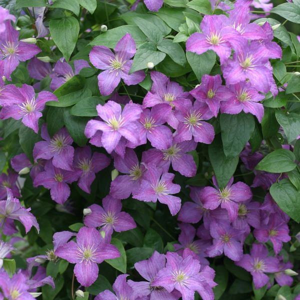 Jolly Good™ Clematis - Image 3