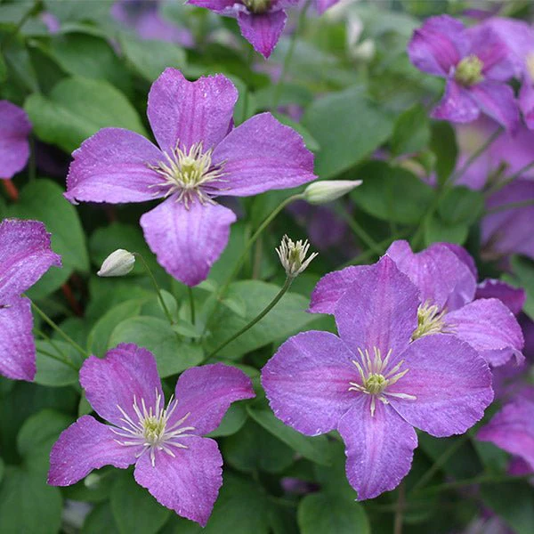 Jolly Good™ Clematis - Image 4