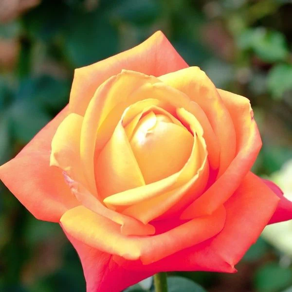 Joseph's Coat Climbing Rose - Image 2