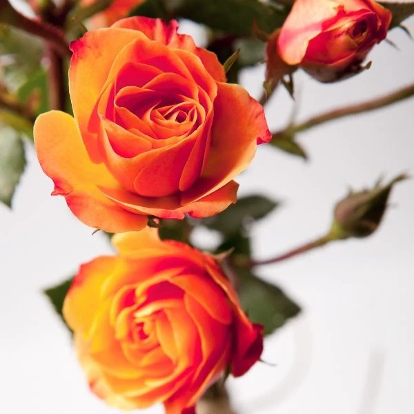 Joseph's Coat Climbing Rose - Image 3