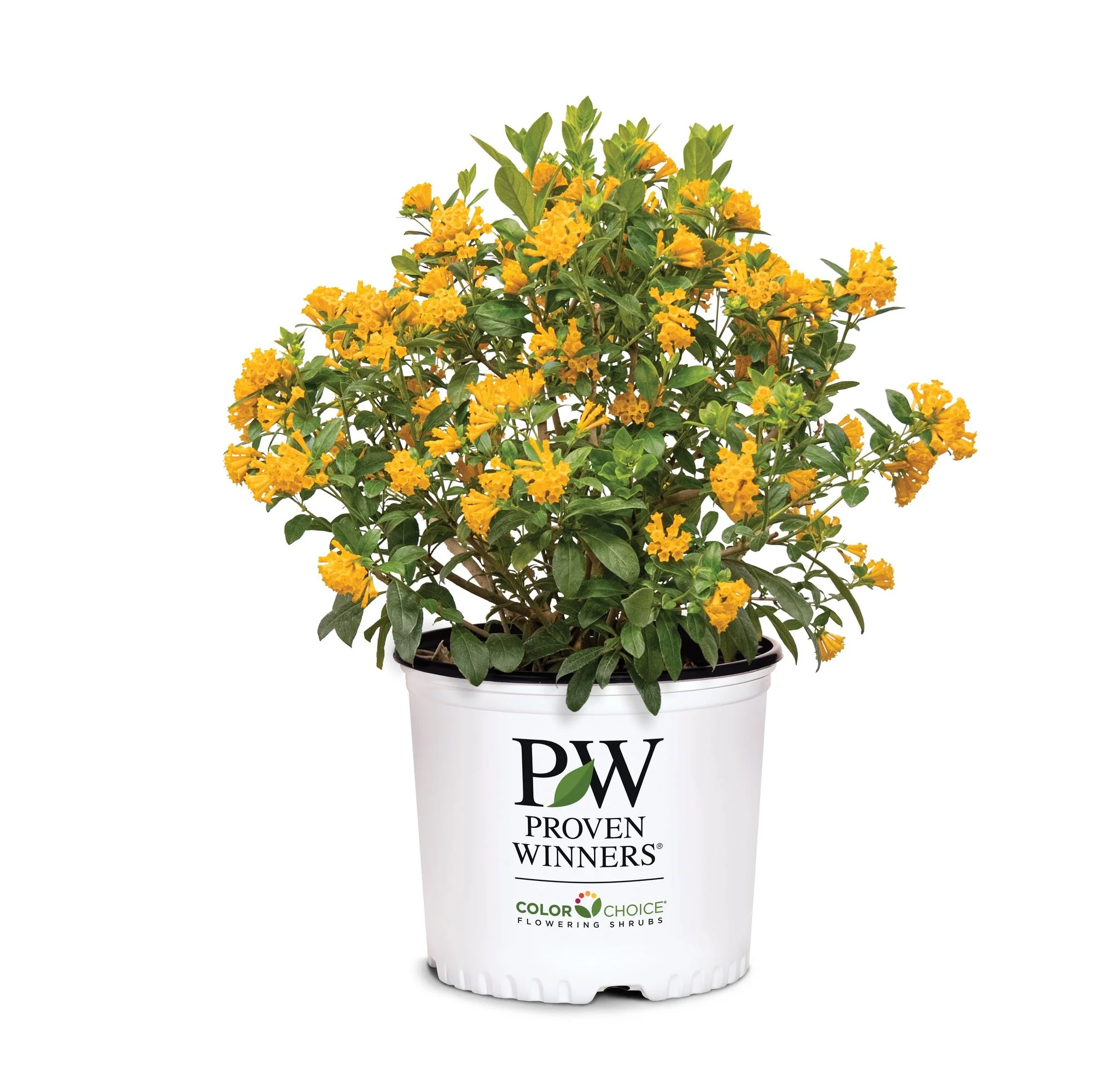 Juiced® Orange Jessamine