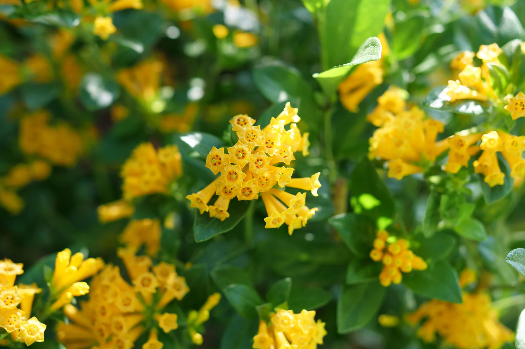 Juiced® Orange Jessamine - Image 2