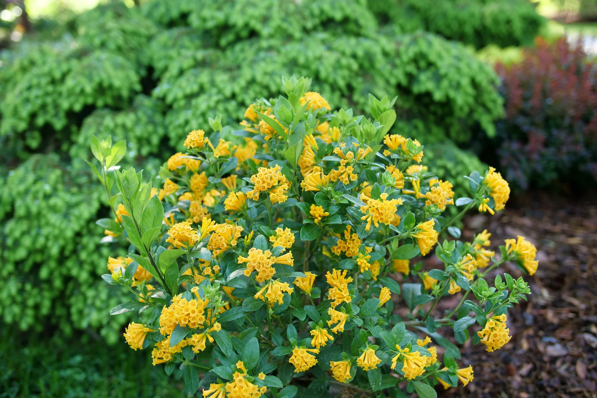 Juiced® Orange Jessamine - Image 3