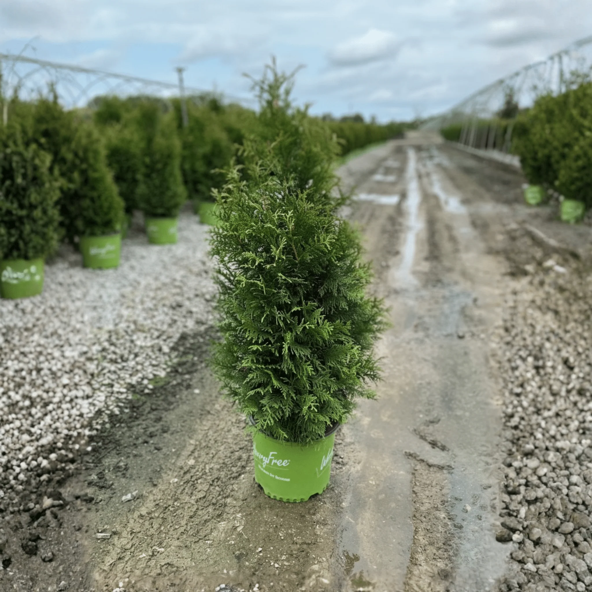 Junior Giant Arborvitae - Image 10