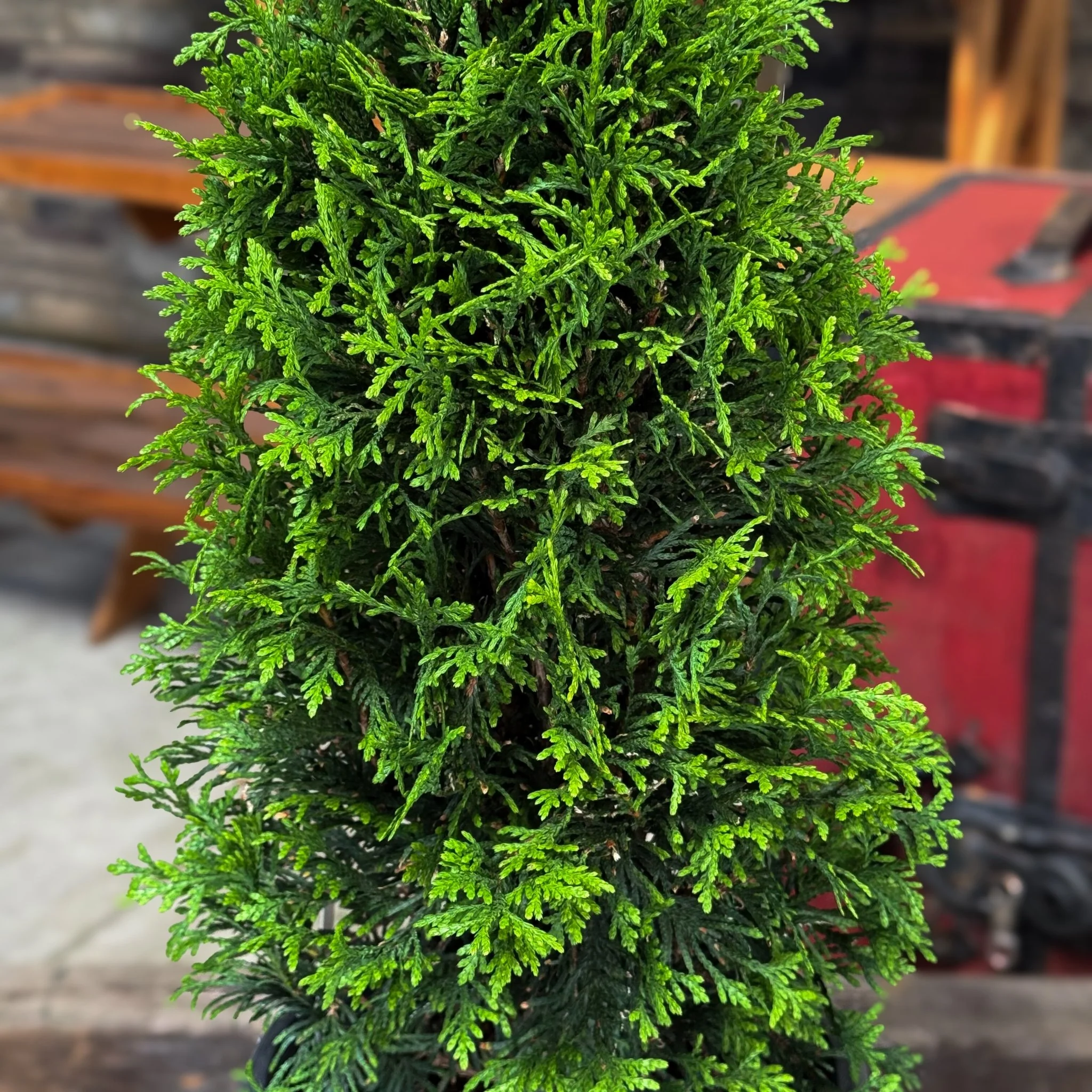 Junior Giant Arborvitae - Image 3
