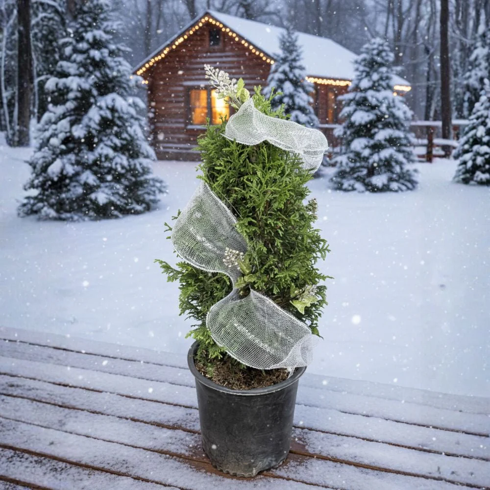 Junior Giant Arborvitae - Image 4