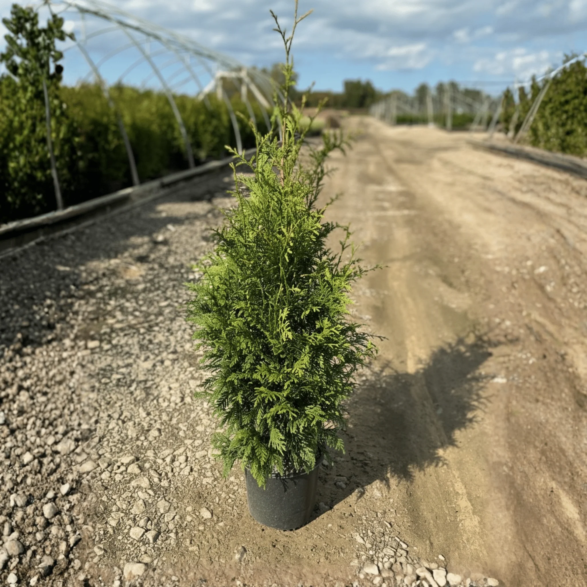 Junior Giant Arborvitae - Image 8