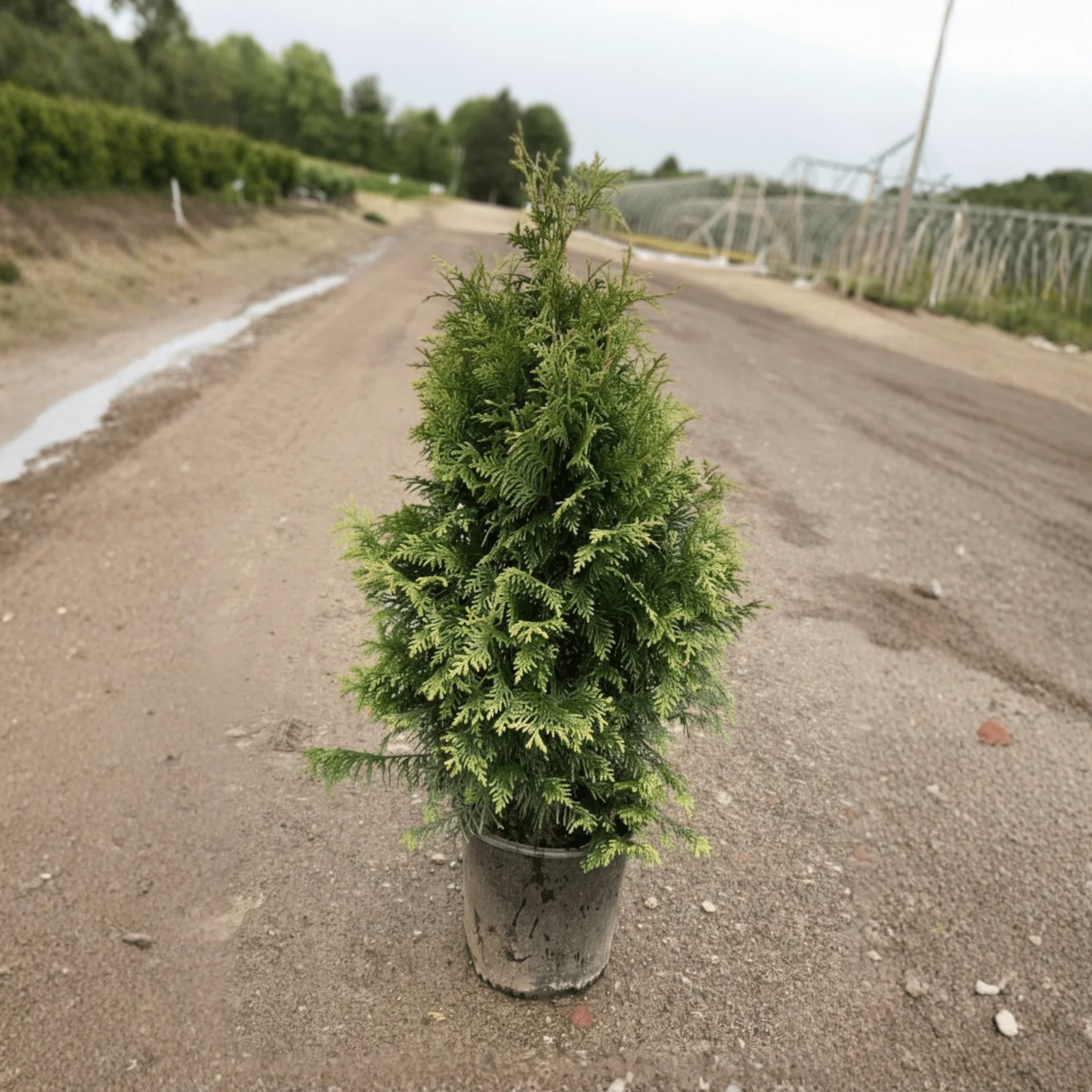 Junior Giant Arborvitae - Image 9