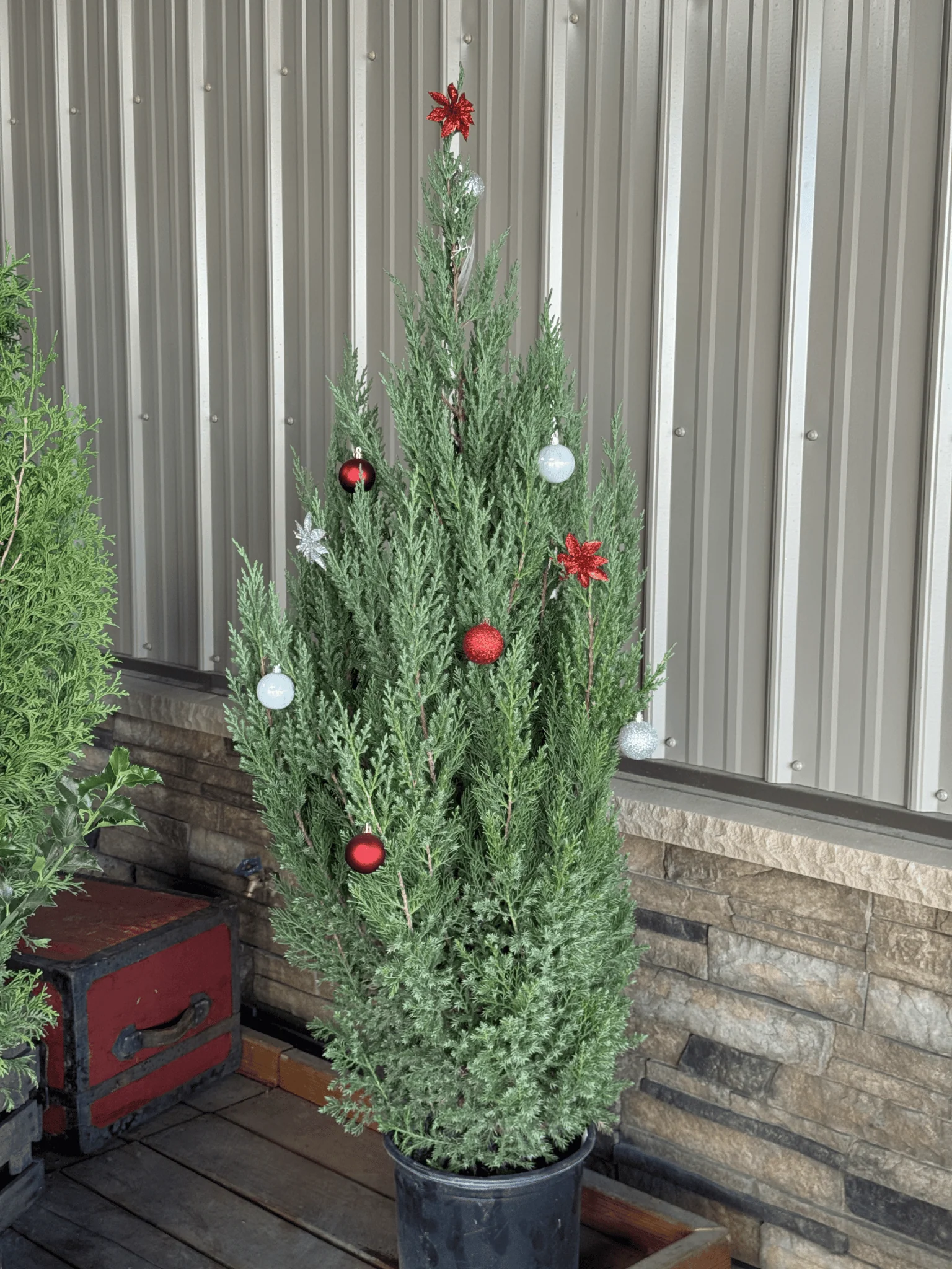 Blue Point Juniper - Image 4
