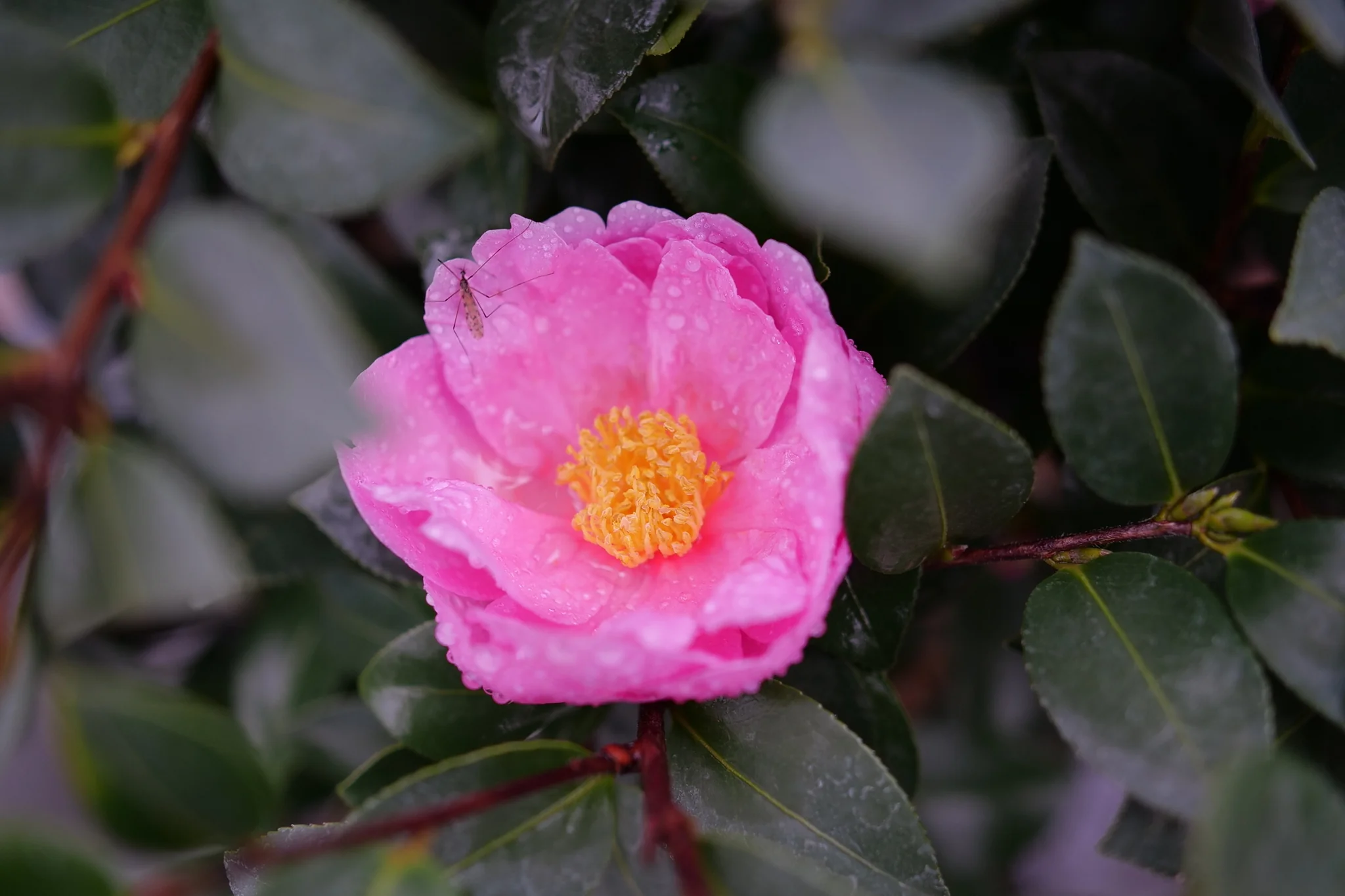 Just Chill® Double Mauve Camellia