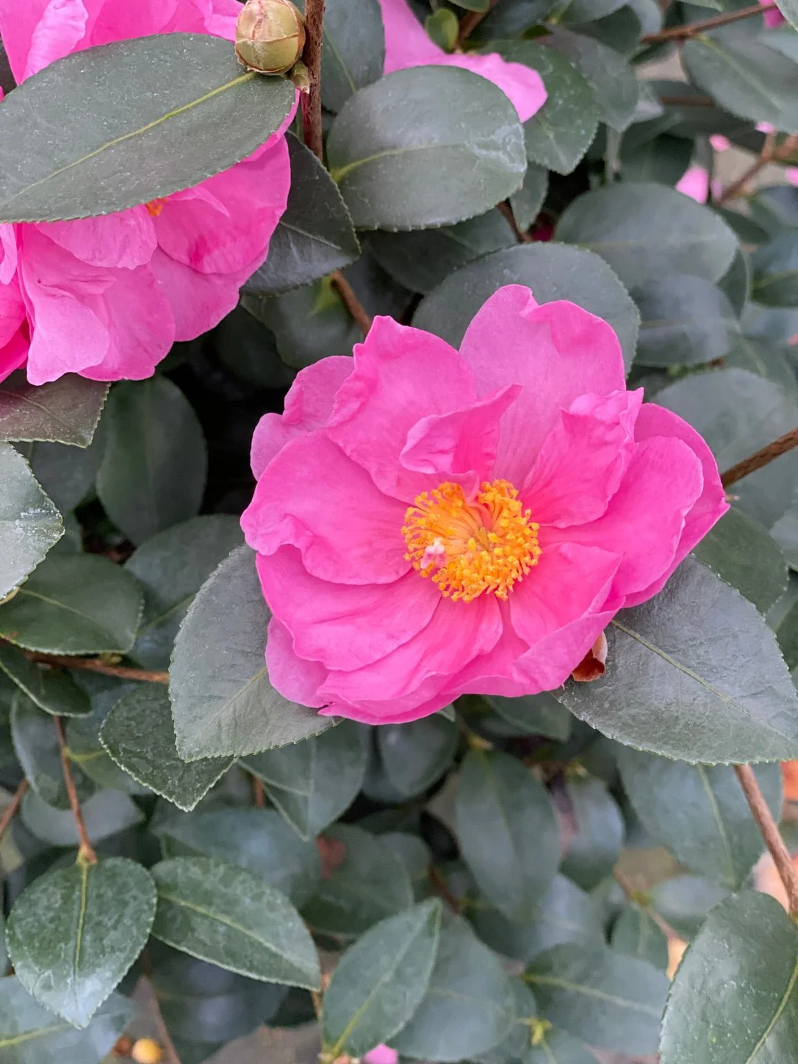 Just Chill® Double Mauve Camellia - Image 2