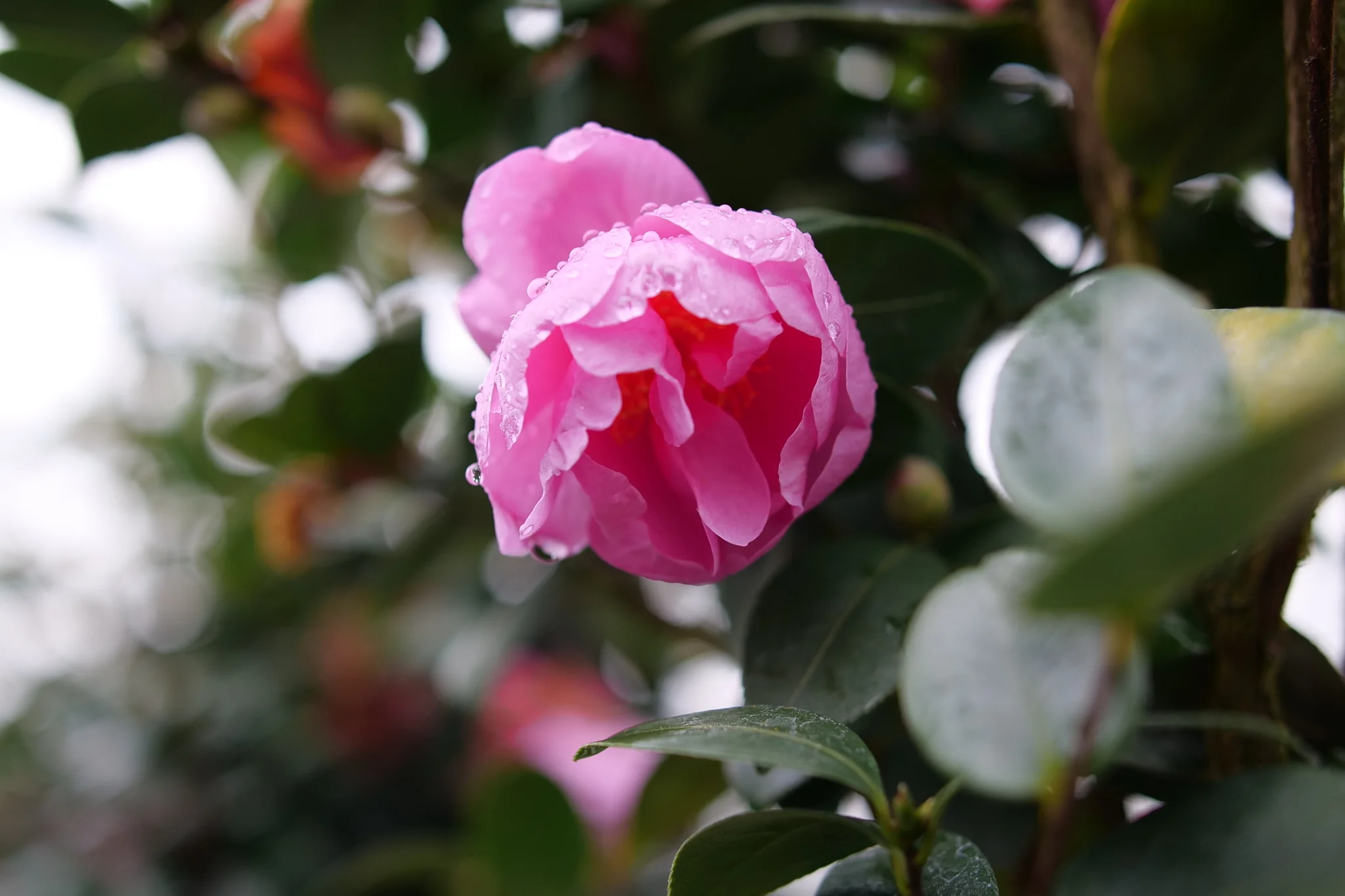 Just Chill® Double Mauve Camellia - Image 3