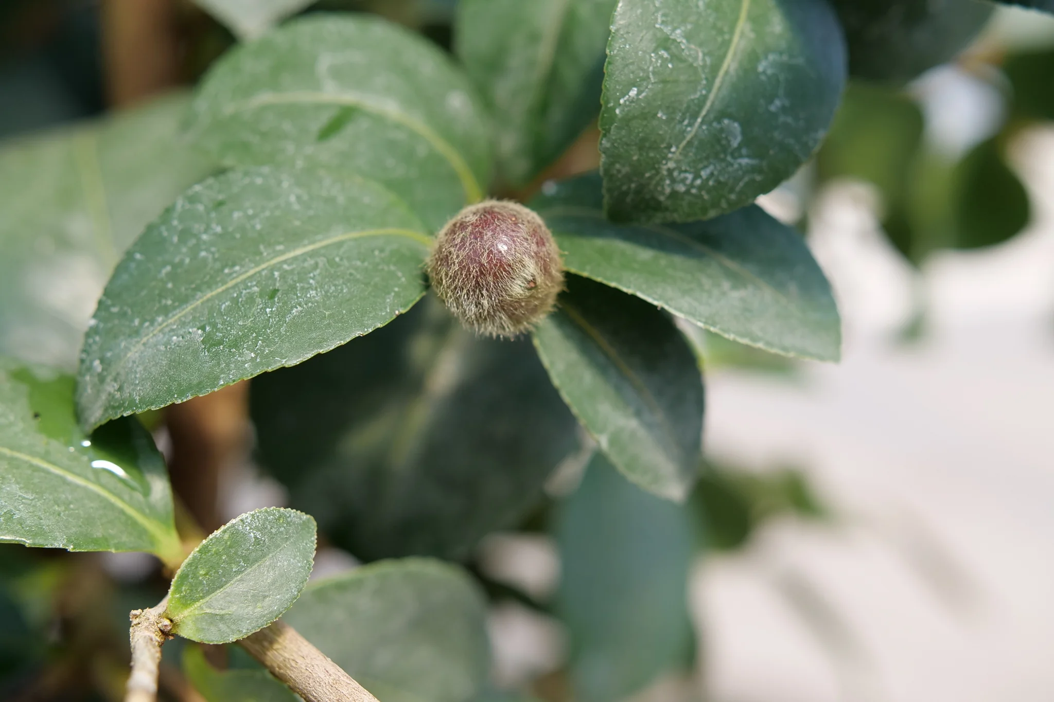 Just Chill® Double Mauve Camellia - Image 5